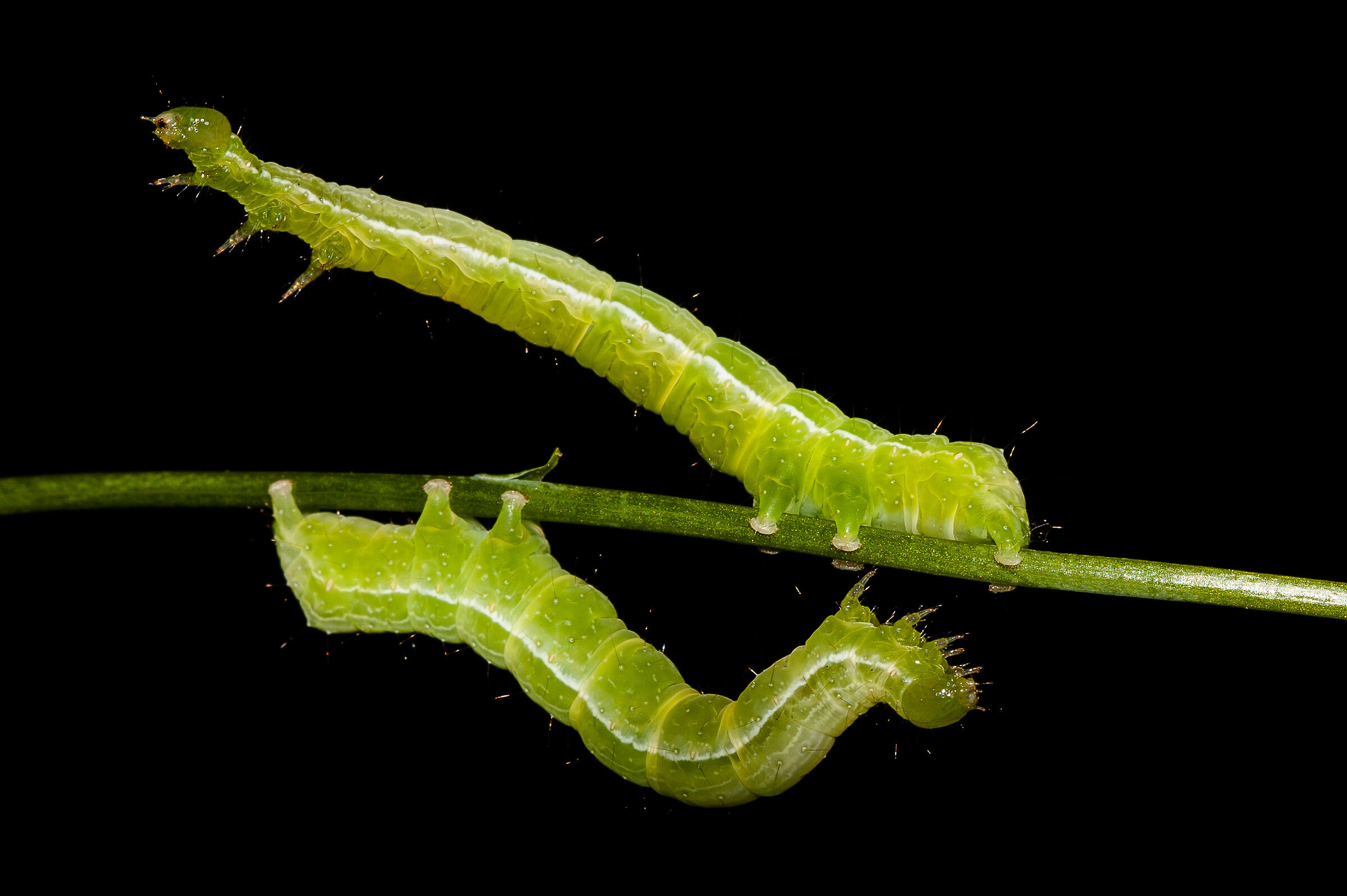 Distruttori di aromatiche