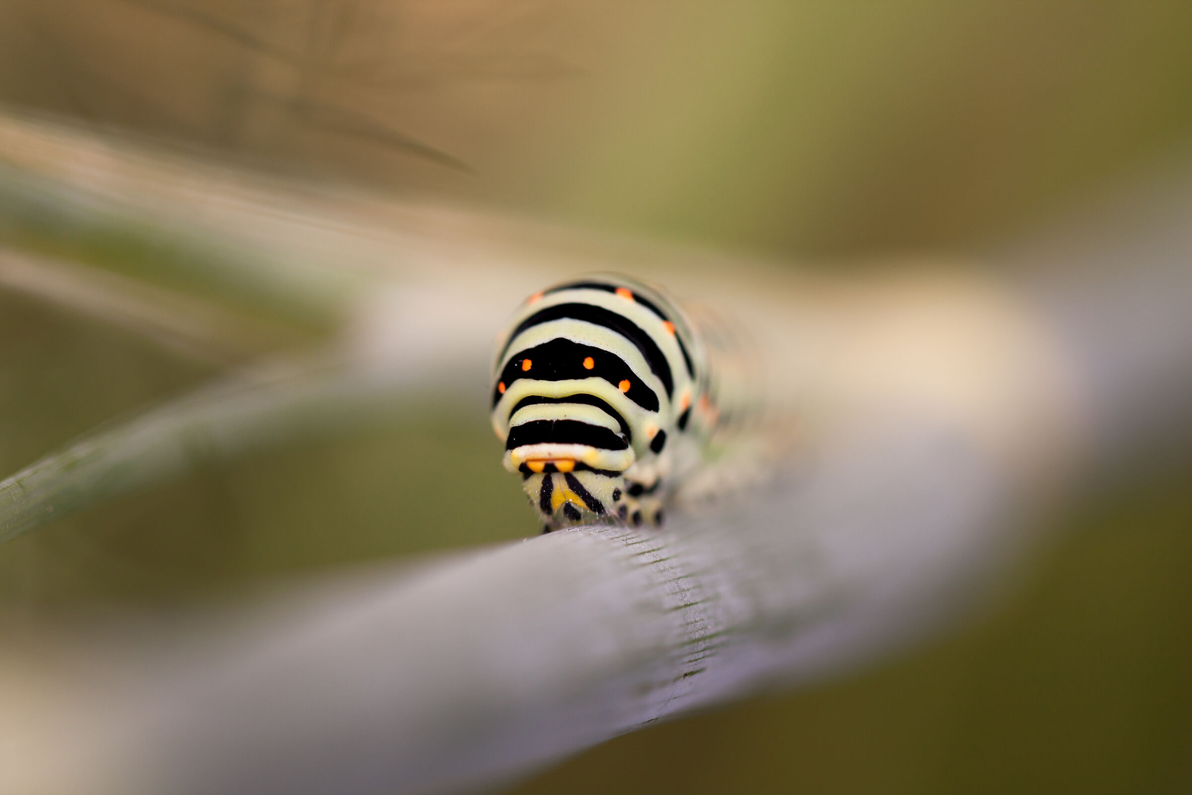 Direttissimo Macaone