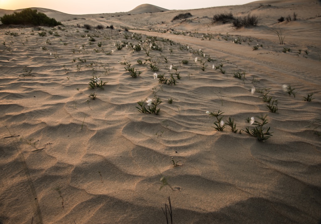 Wild white desert flowers
