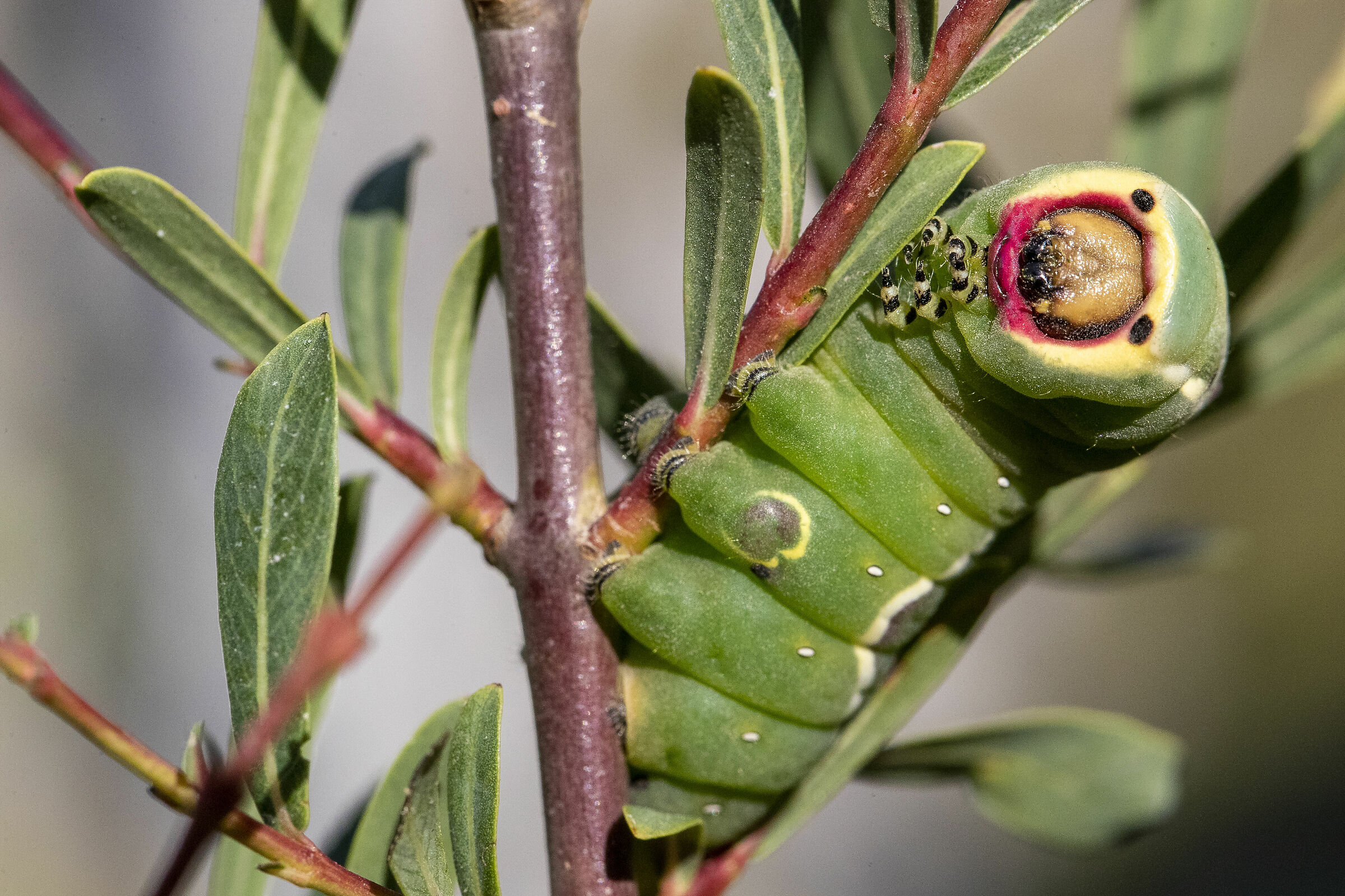 caterpillar of cerulavinula