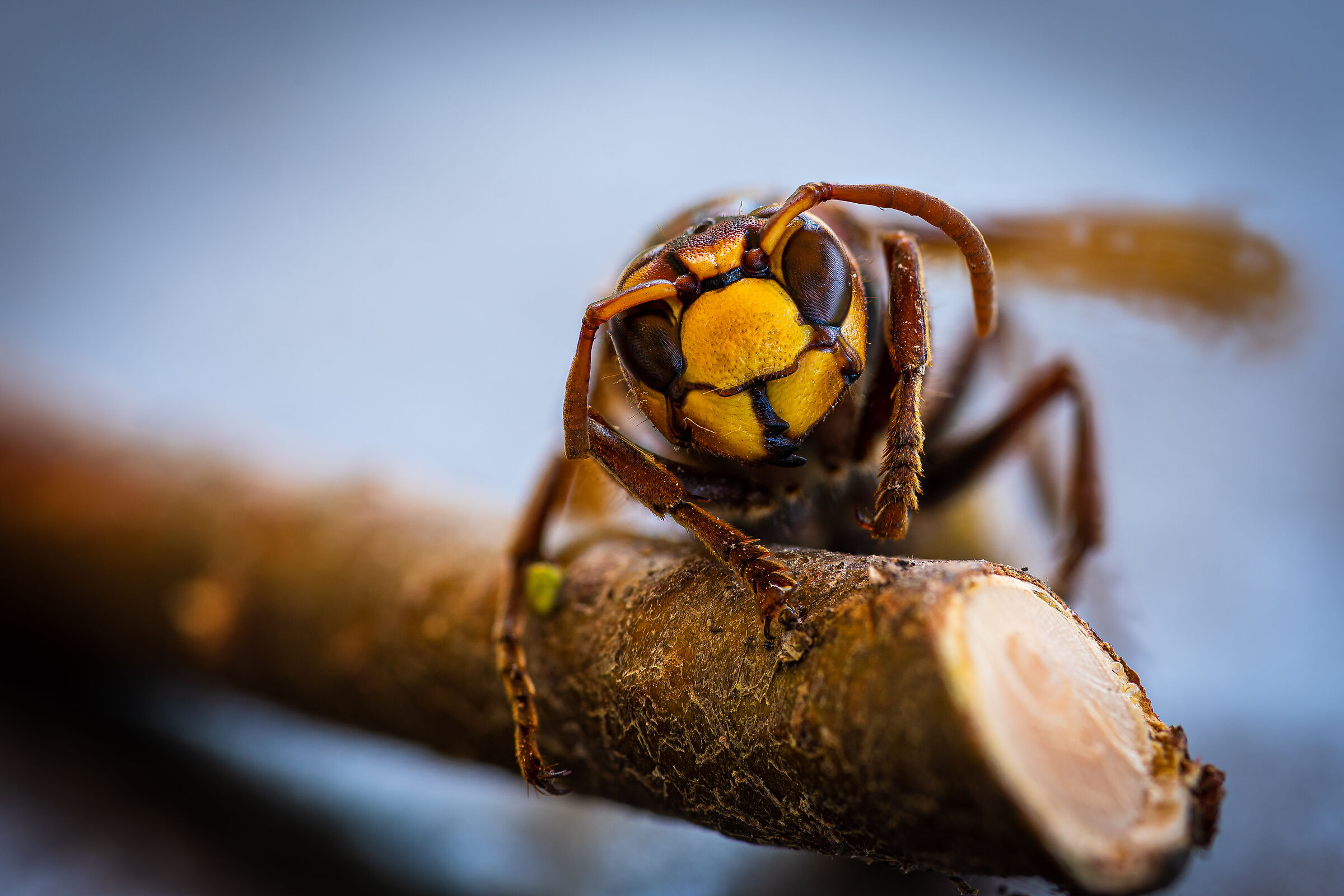 Vespa crabro