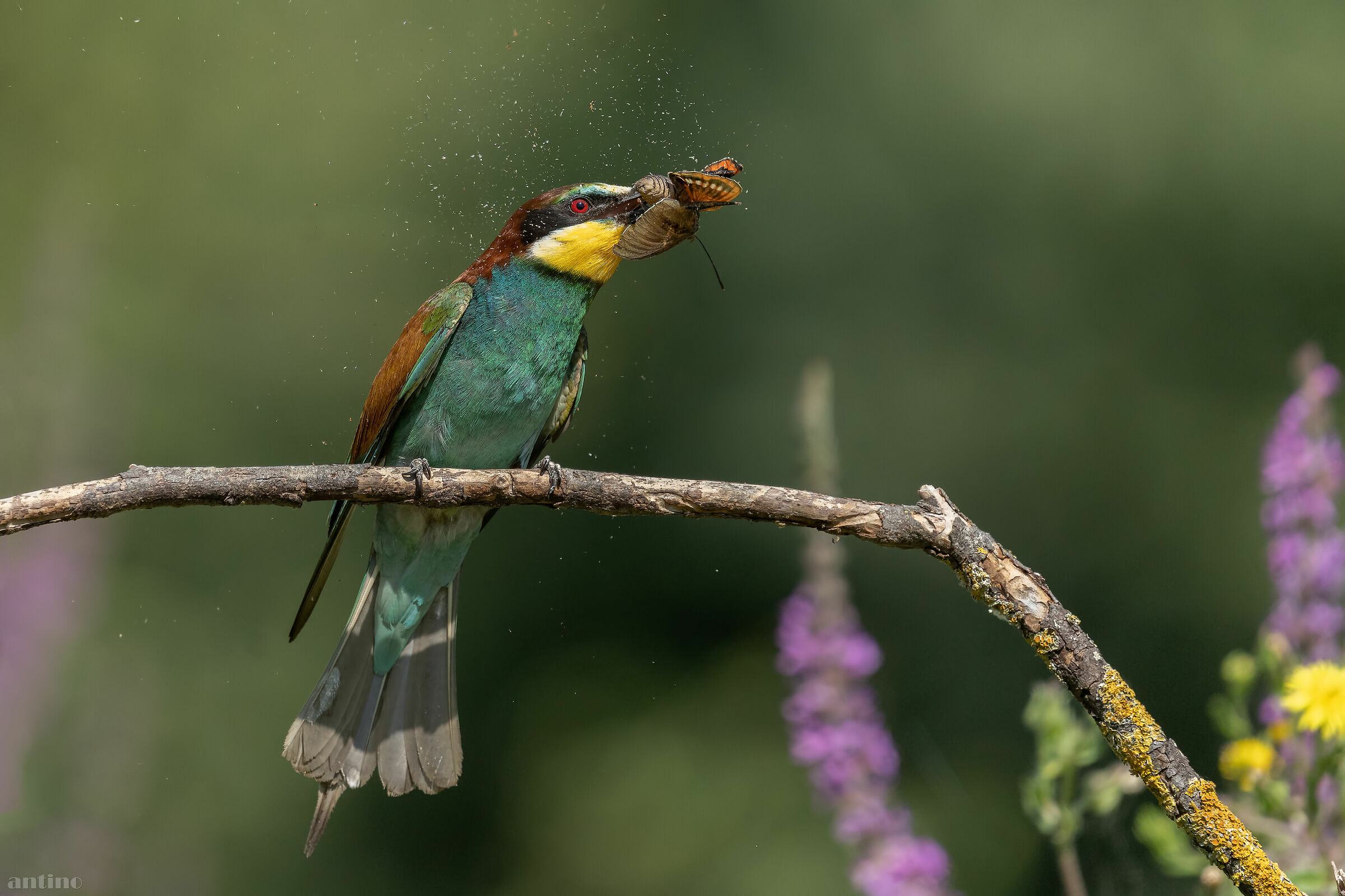 Il pranzo per i piccoli
