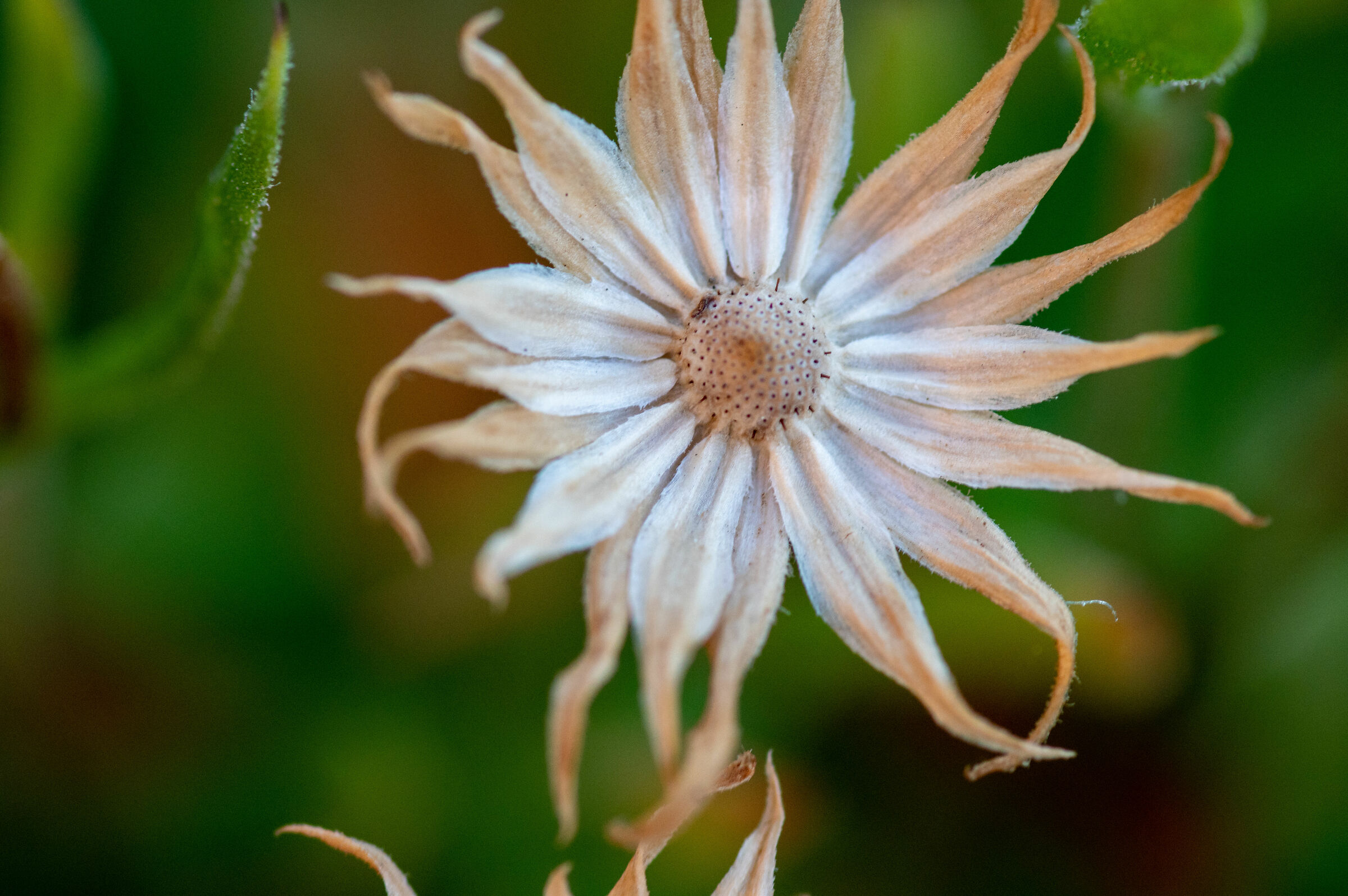 Prova di Pentax SMC d-fa 100mm f/2.8 Macro WR