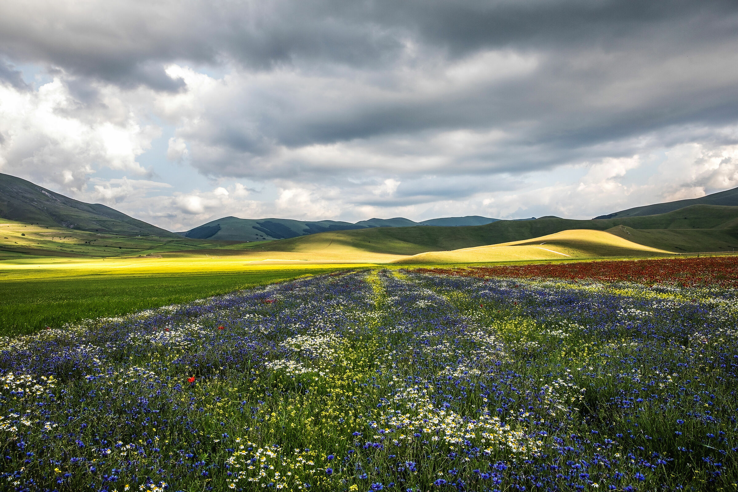 Nel segno del giallo 5