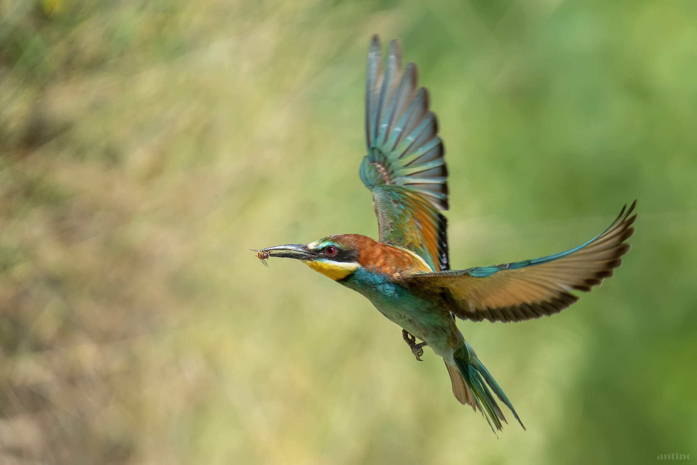 Bee-eater