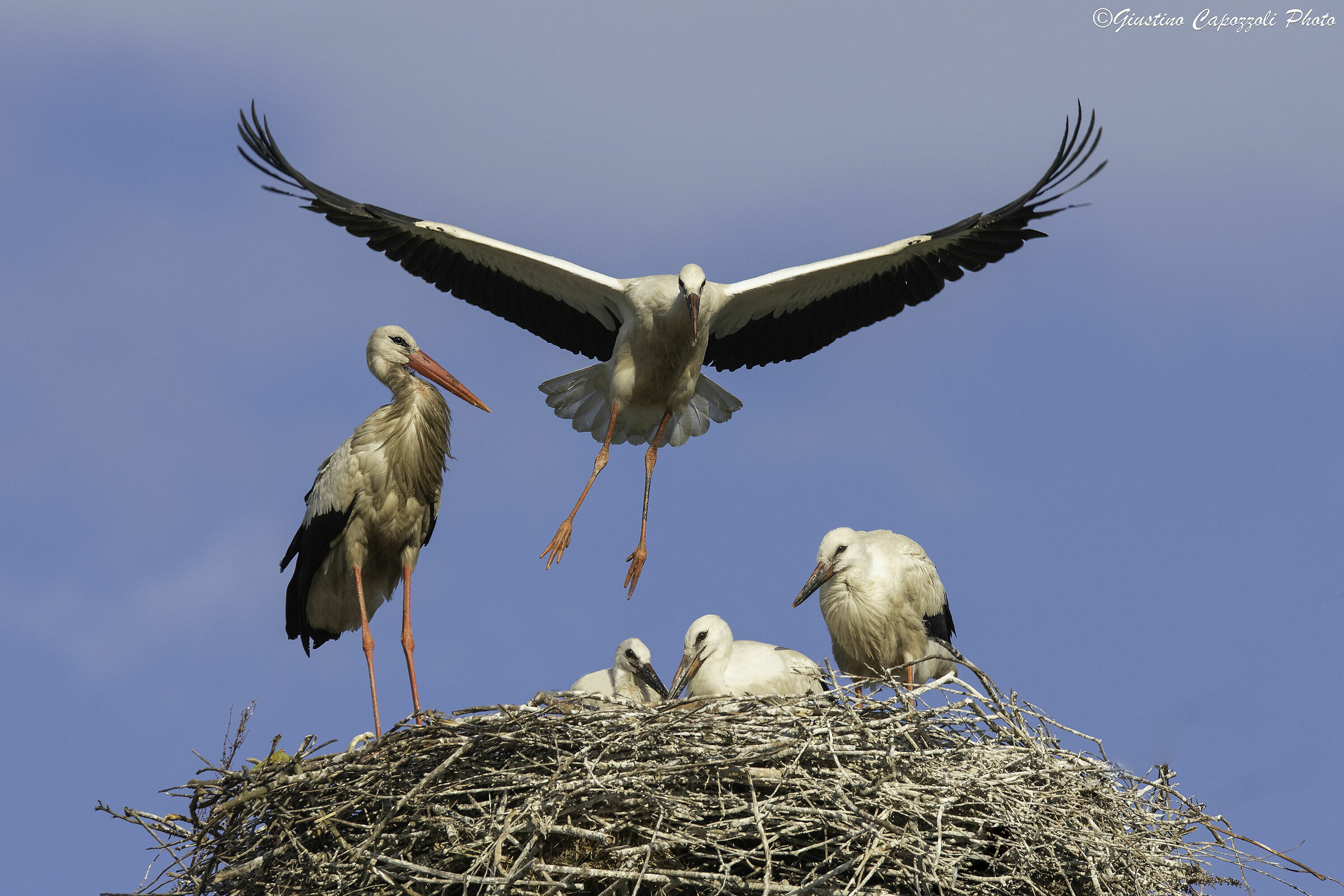 Mother Stork, flying lessons