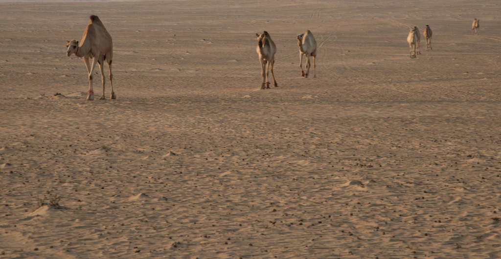 Camel Caravan