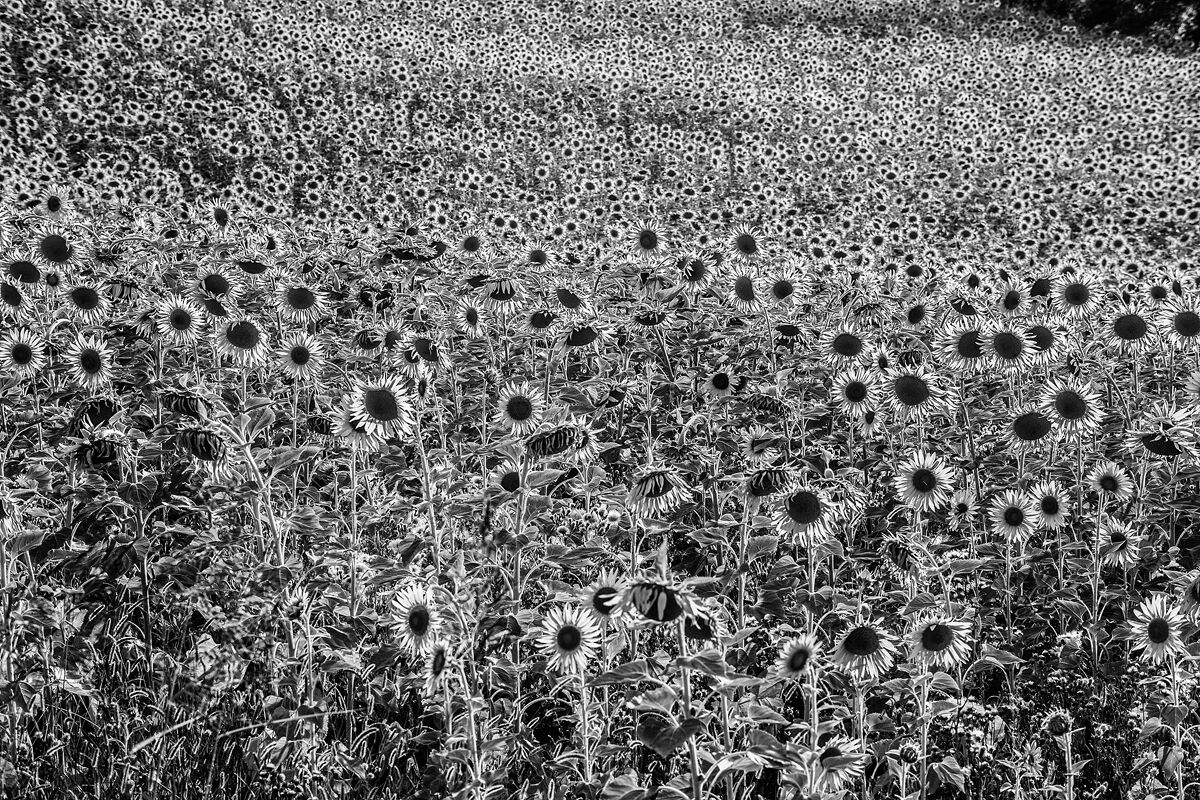 girasoli bn