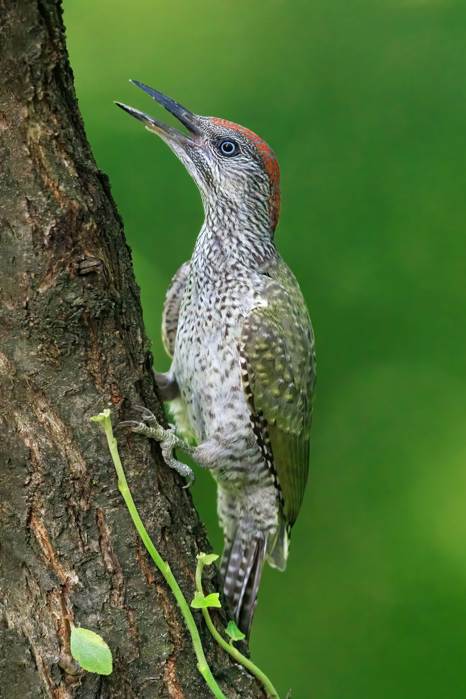 Picchio verde giovane