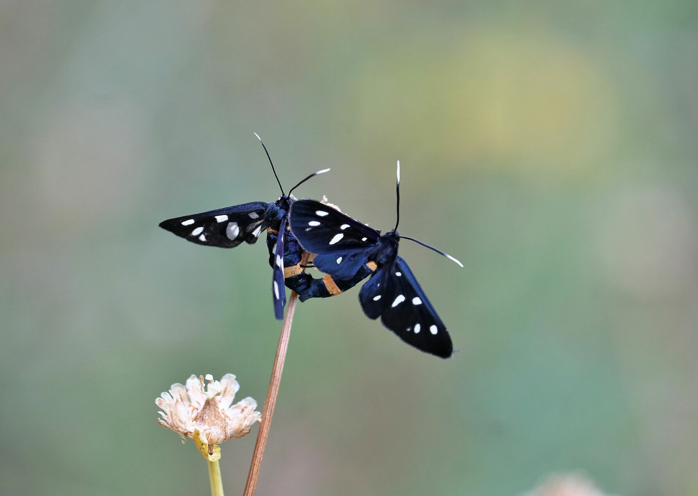 Pairing of Amata phegea