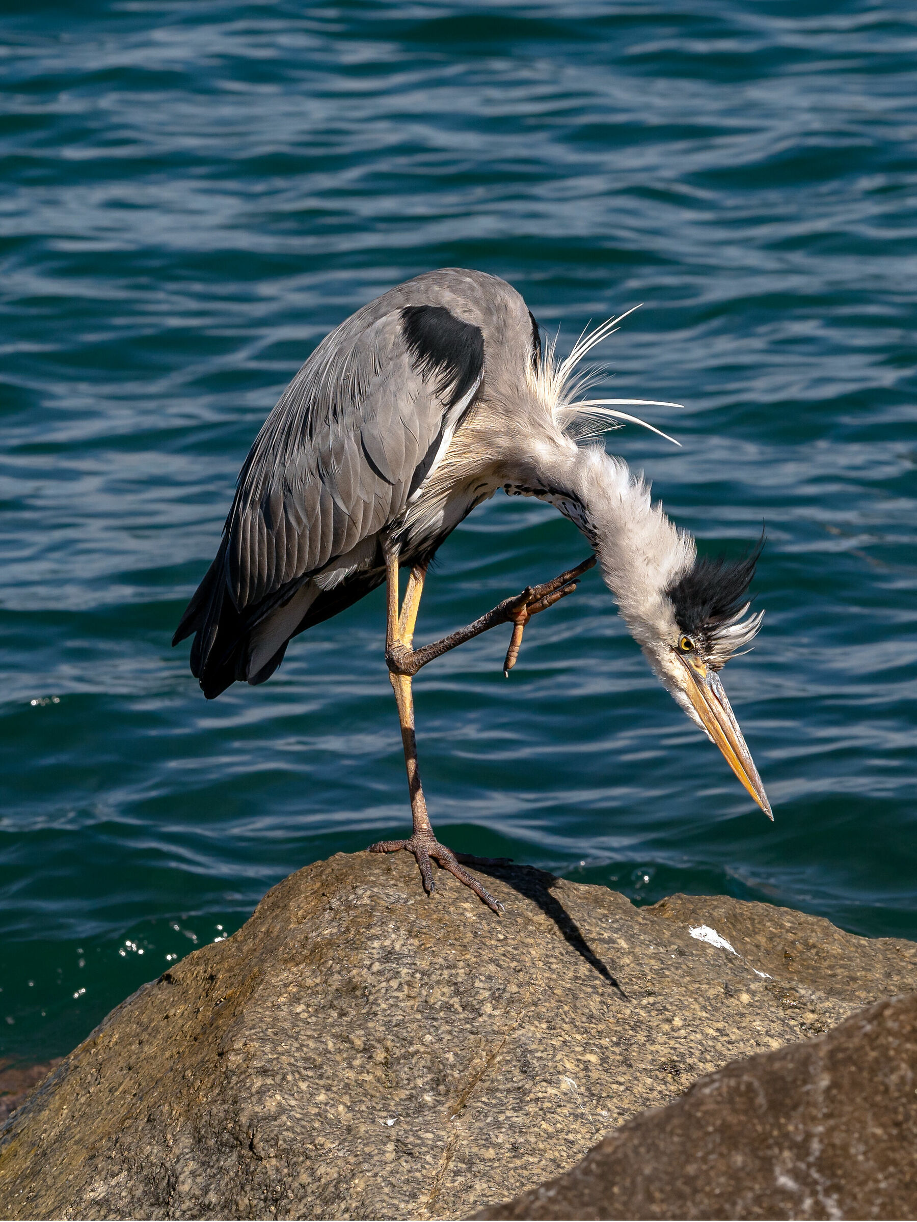La smorfia del cenerino!
