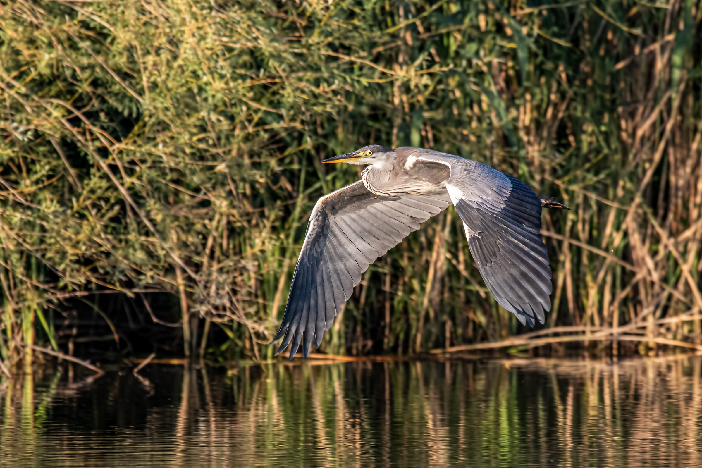 ash heron