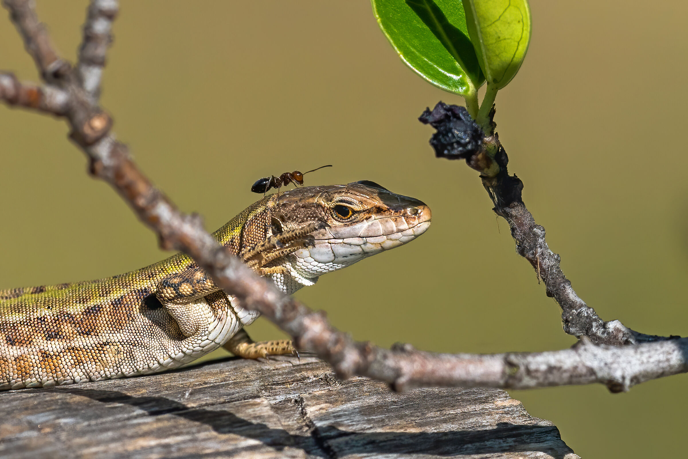 The Ant Lizard - As soon as you get off I'll eat you