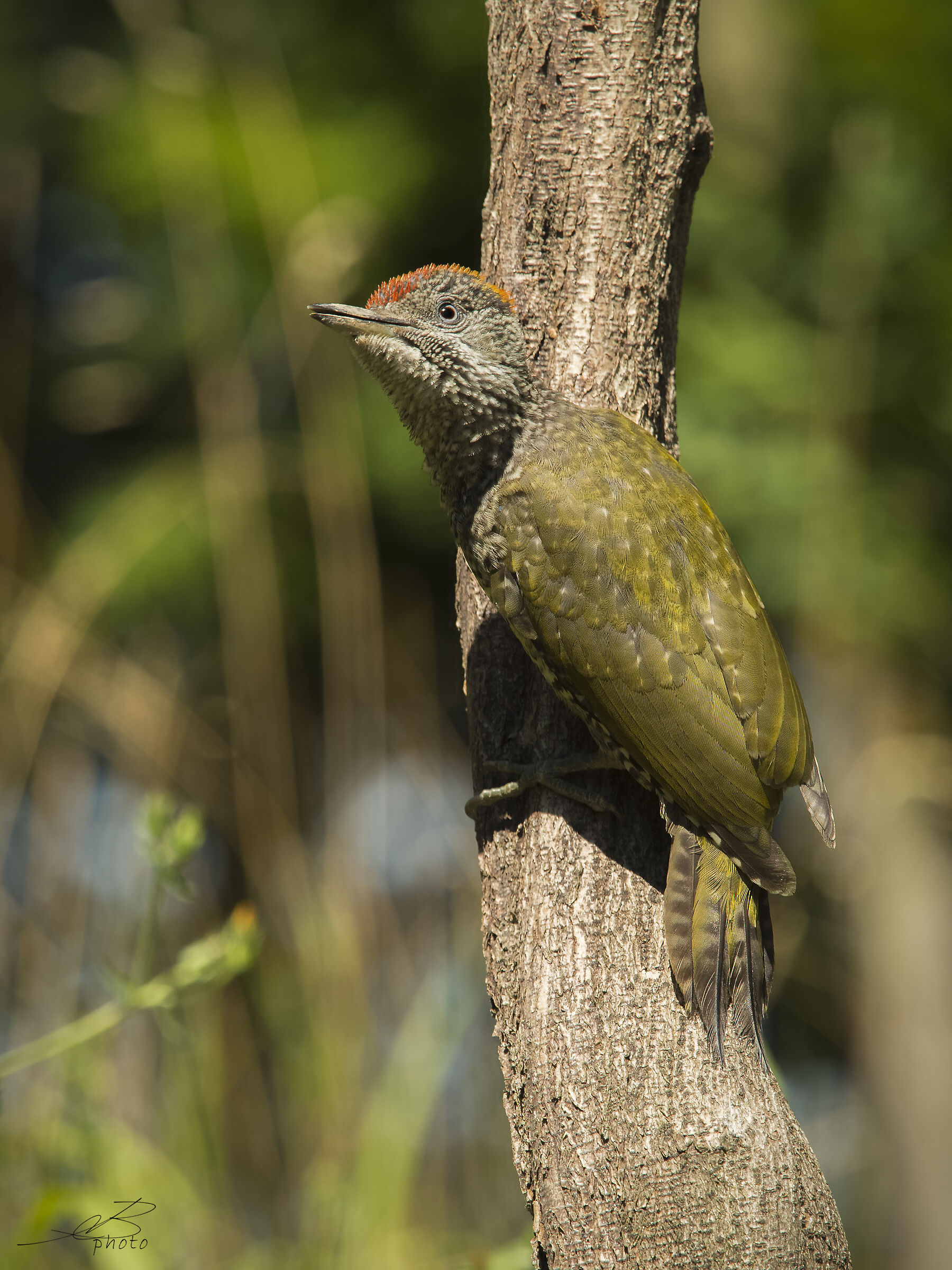 Green woodpecker