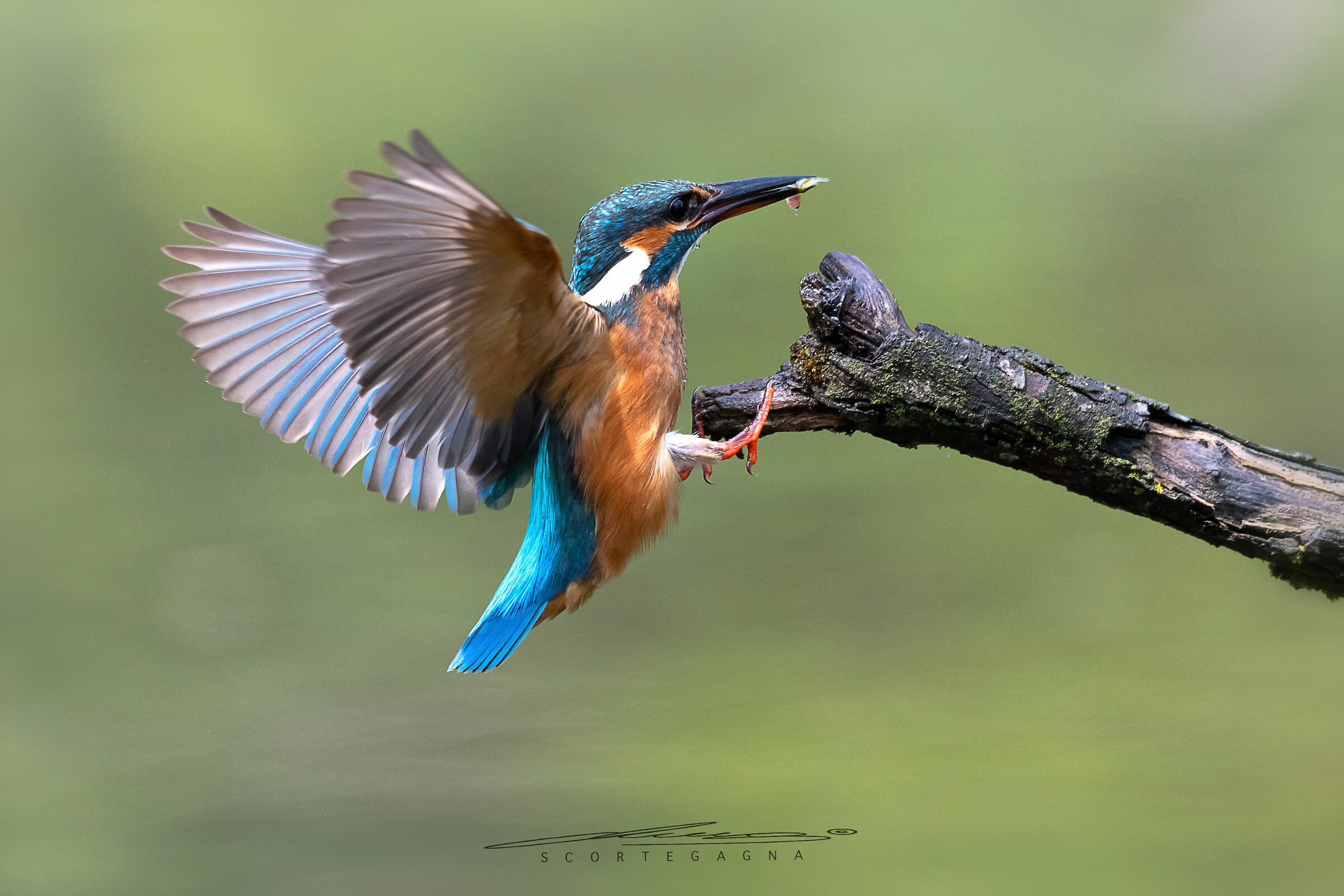 Elegante e sgargiante