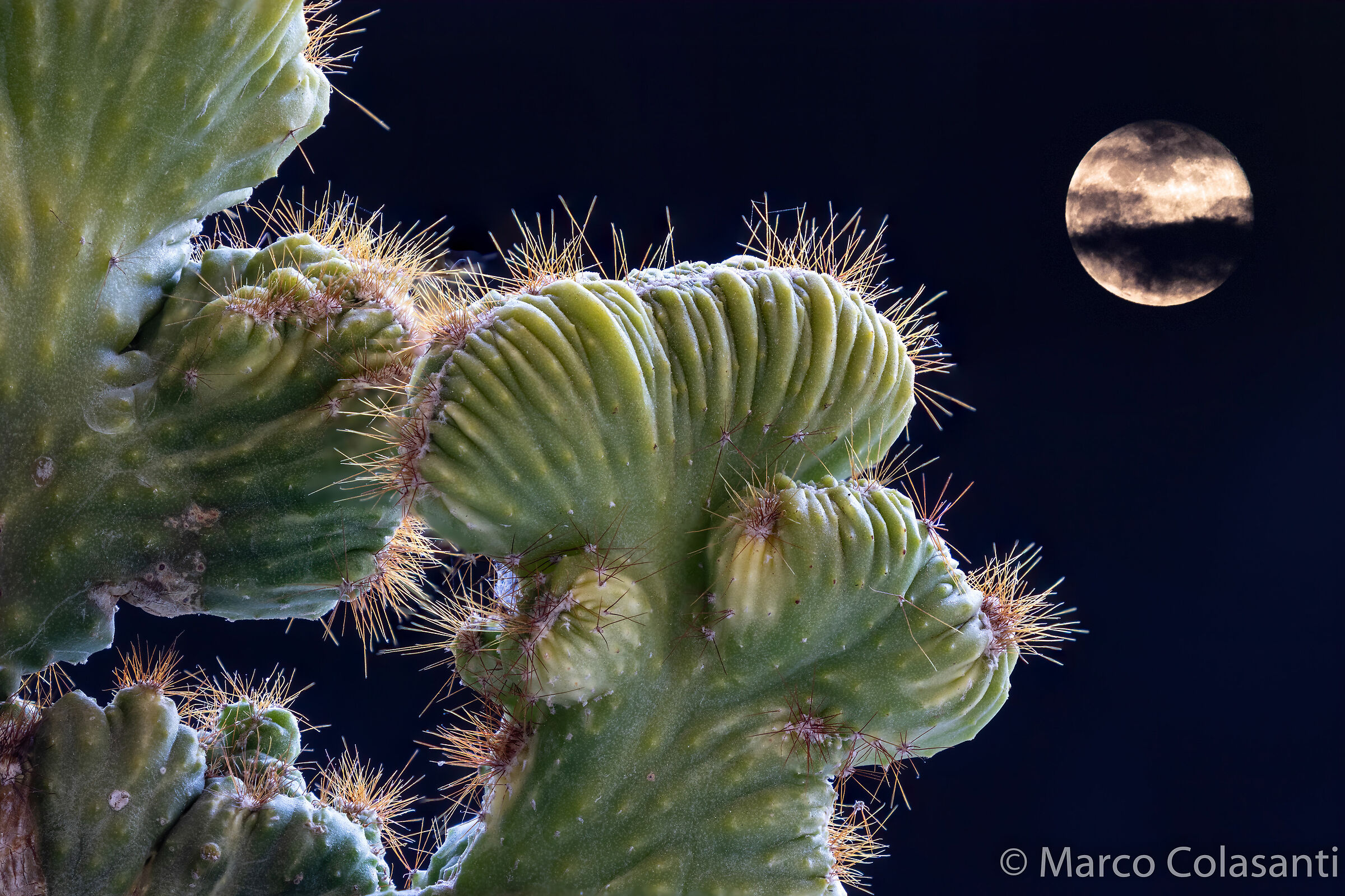 fat in the moonlight