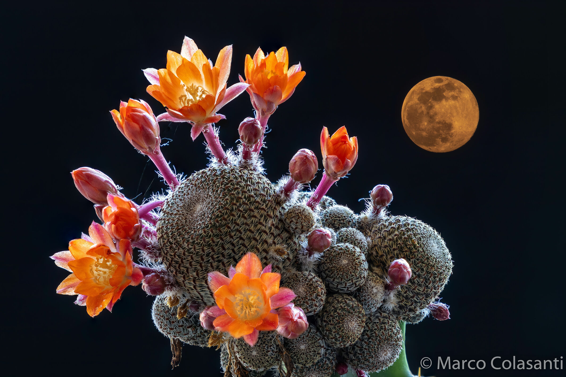 rebutia with moon