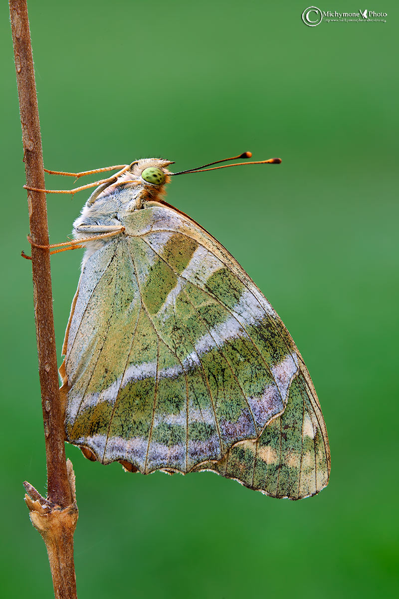 The Pafia (Argynnis paphia (Linnaeus, 1758))