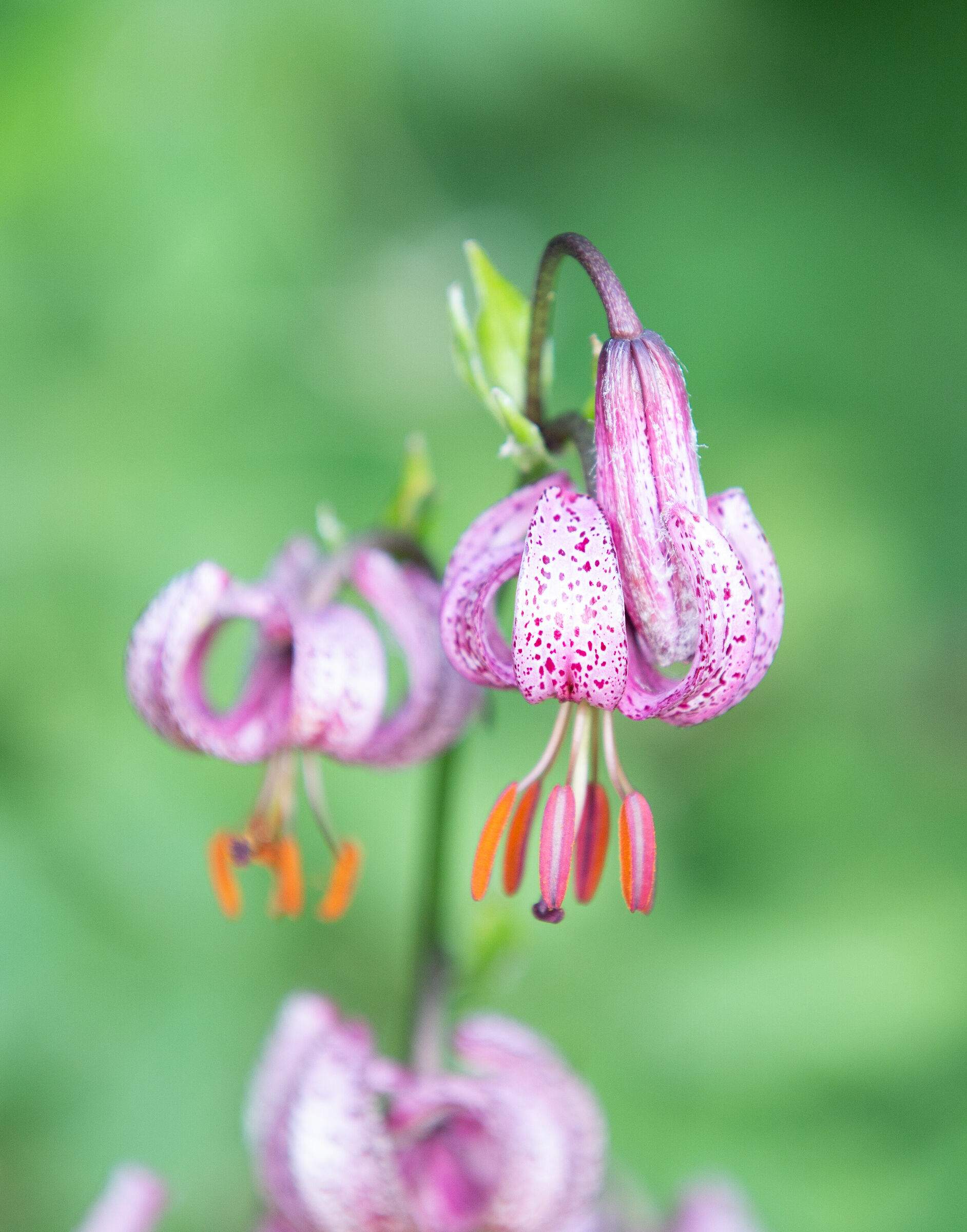 Giglio Martagone (Lilium martagon)