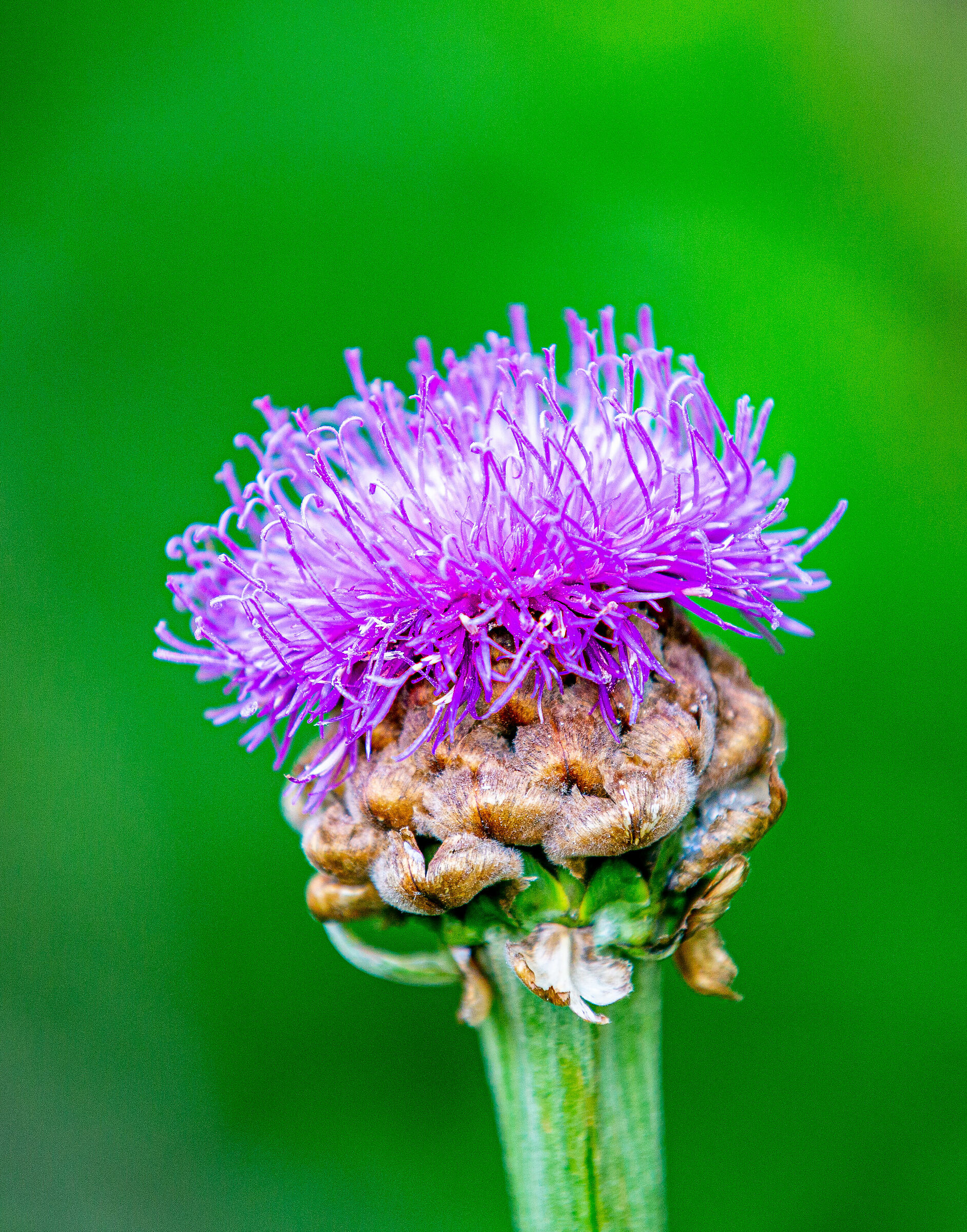 Fiordaliso stoppione (Centaurea jacea)