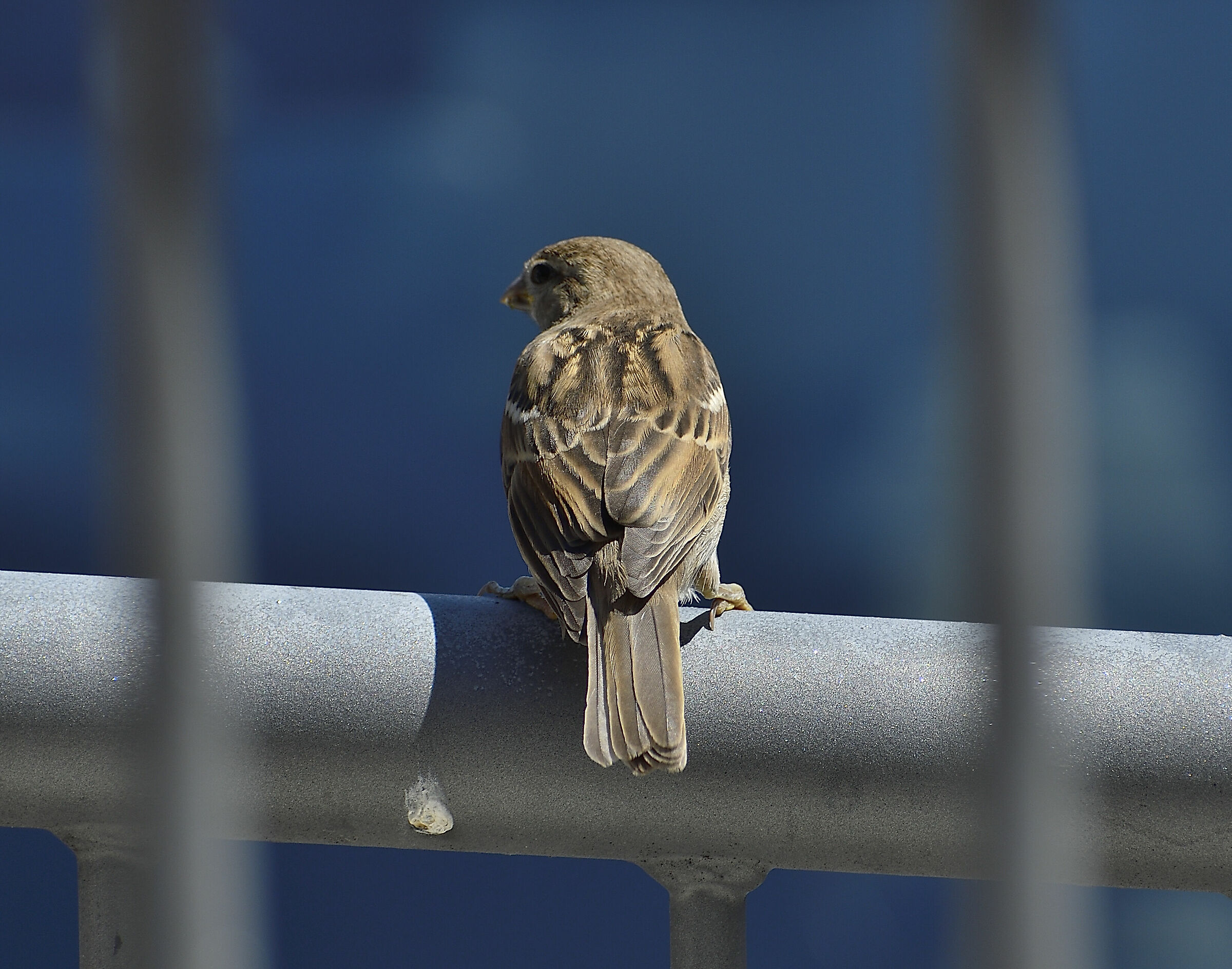 Sembra in gabbia....