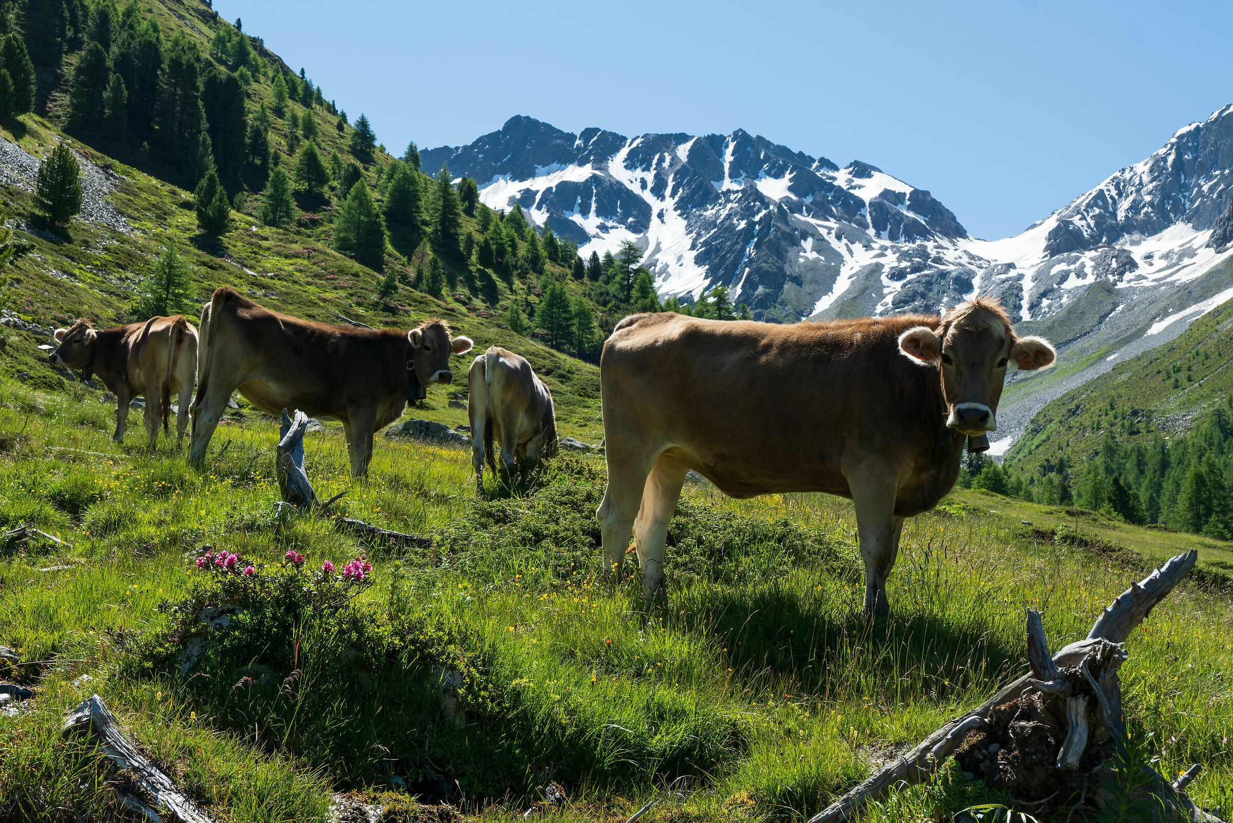Al pascolo in Val Nera - Livigno