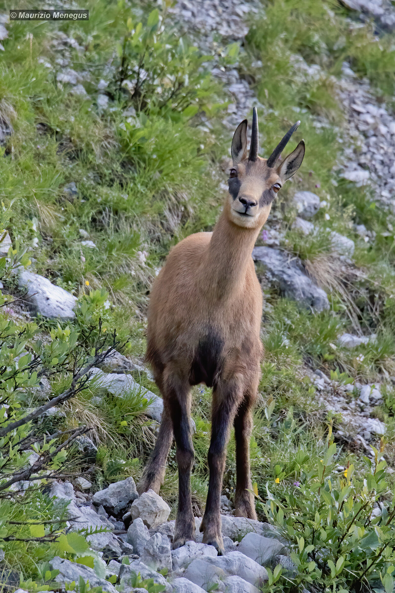 Il fotografo provoca curiosità non paura