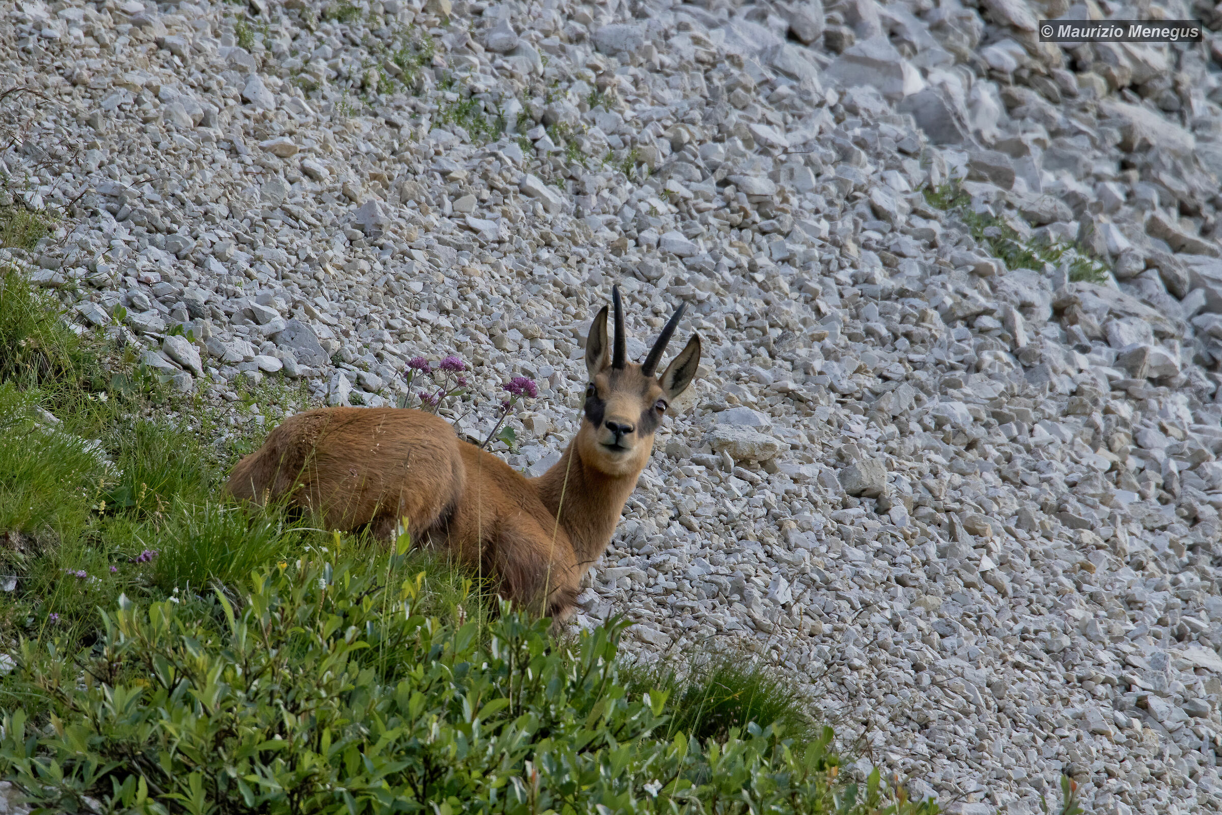 Maschietto tranquillo