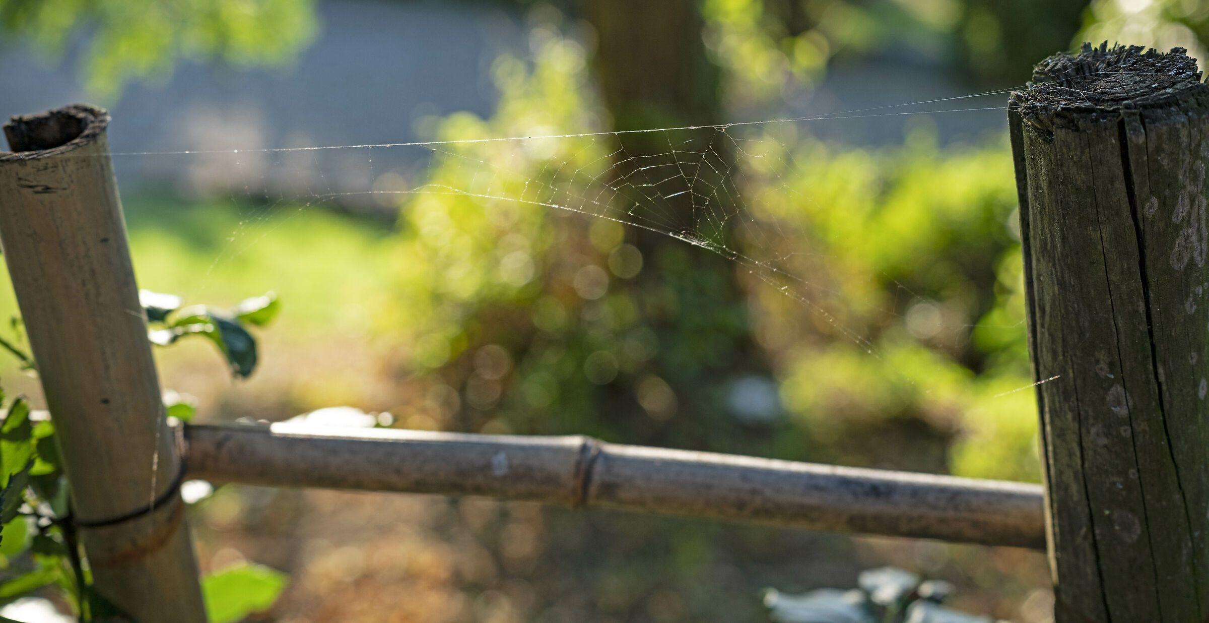 Web
