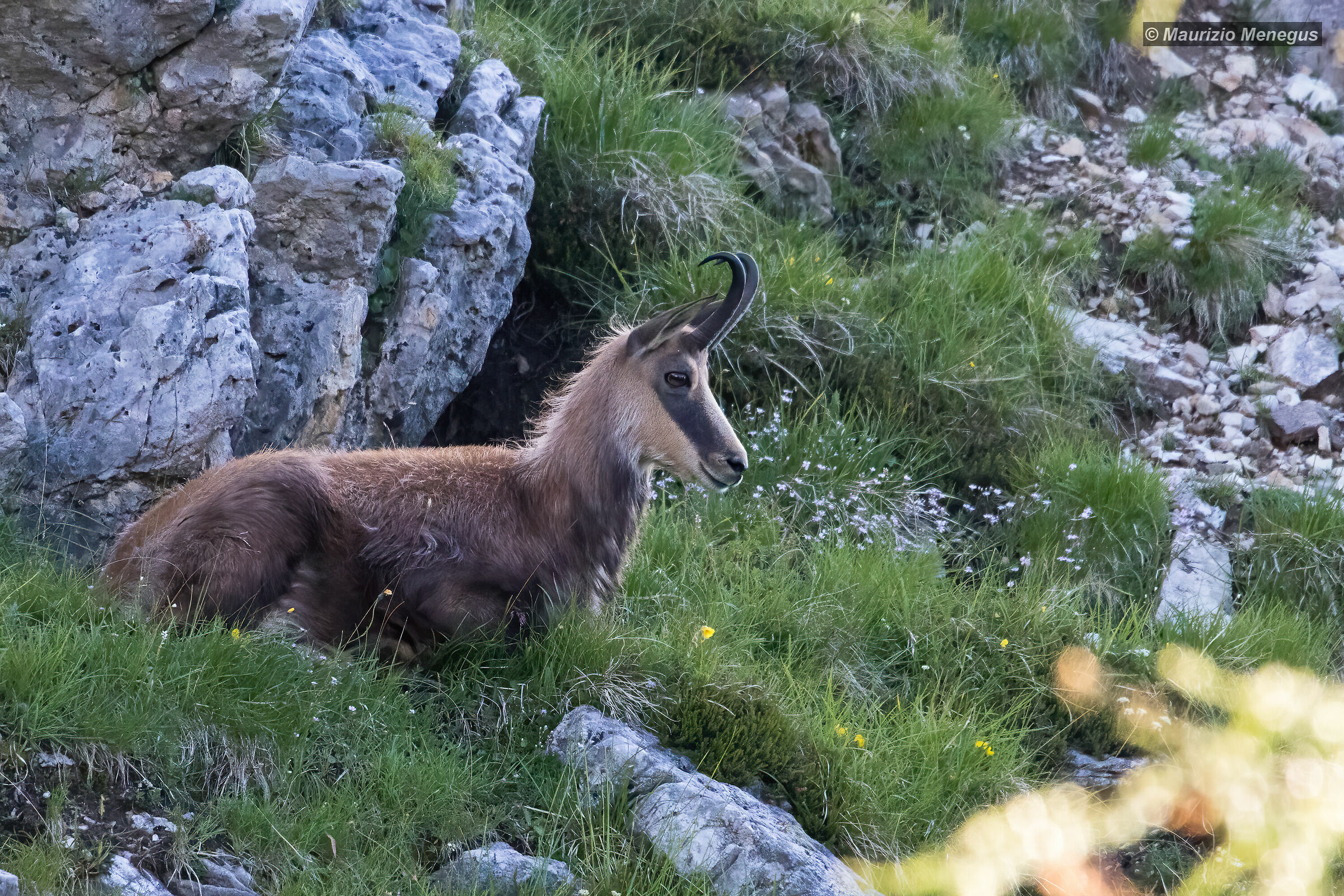 Prima che arrivi il sole