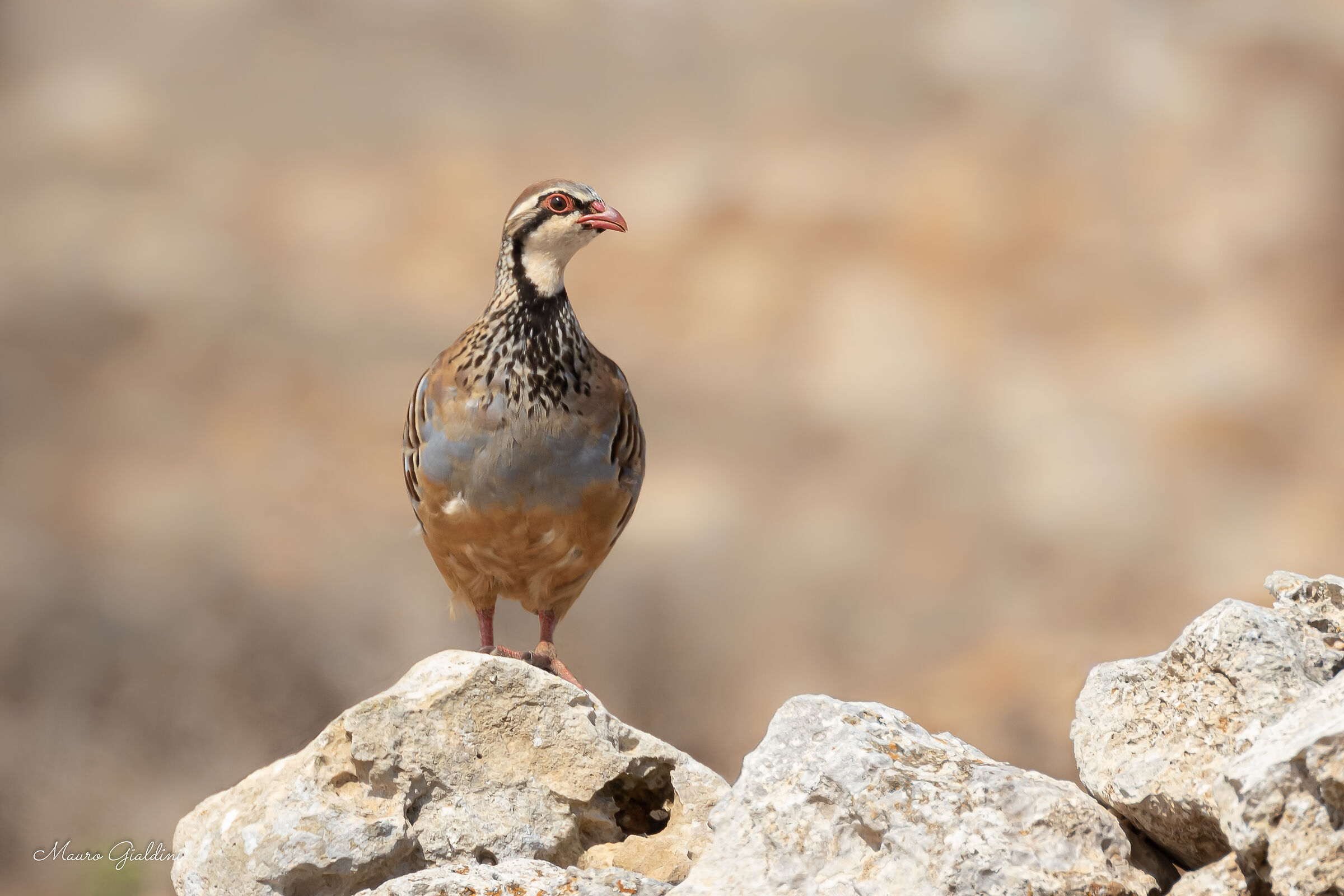 White partridge