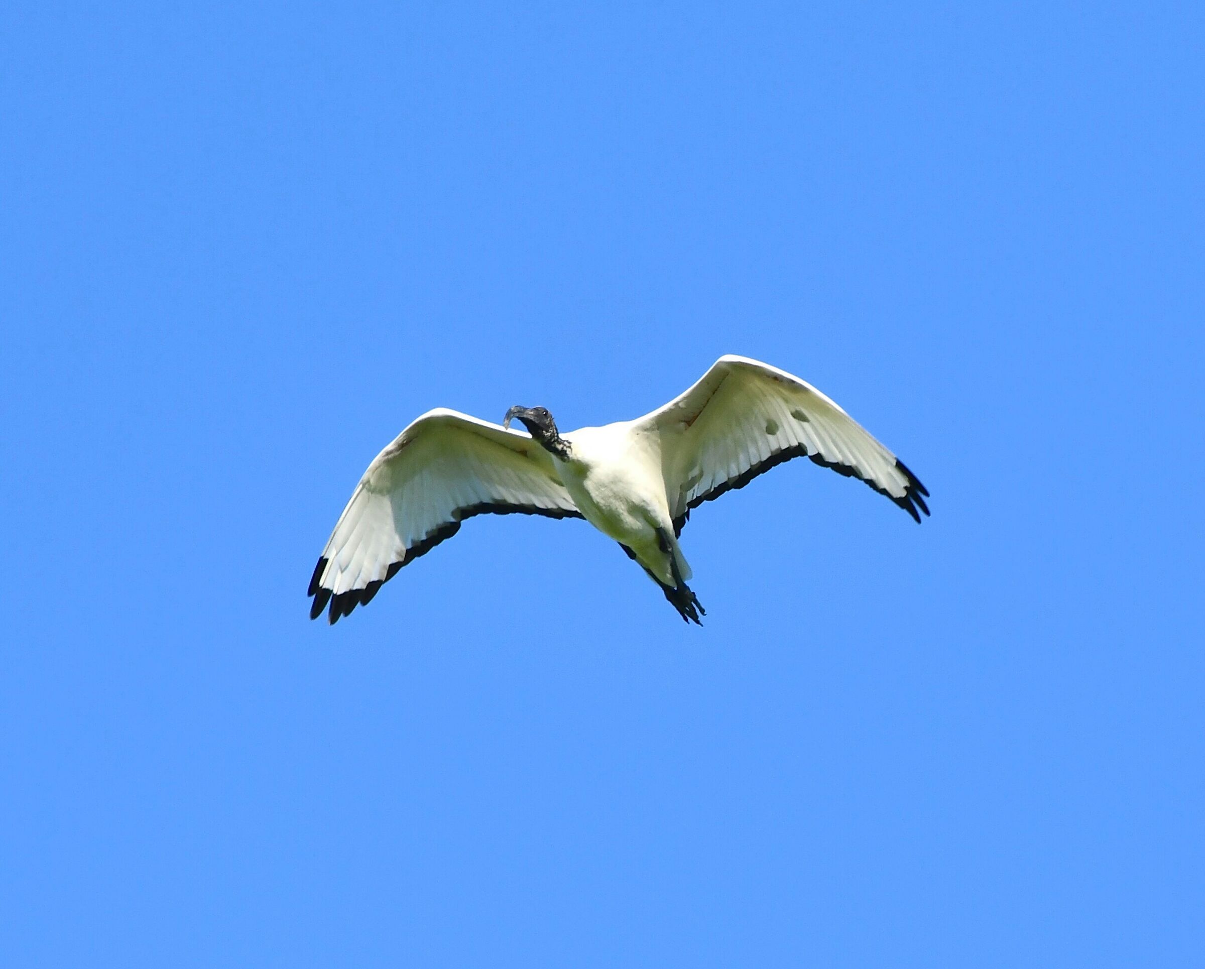 Ibis sacro in volo