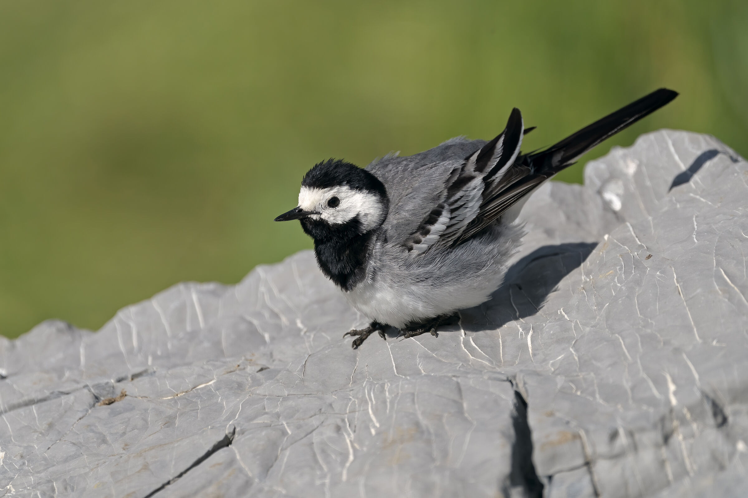 La Ballerina bianca.
