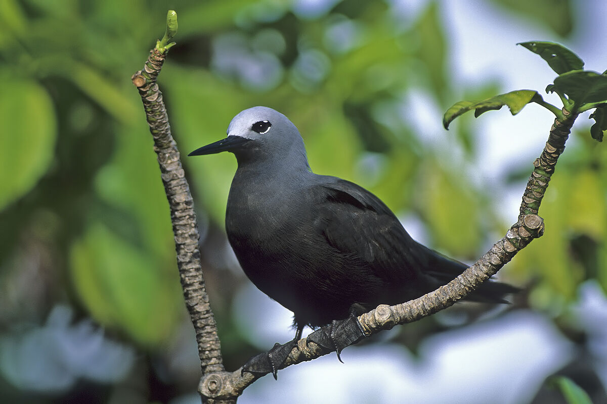 Sterna Stolida Minor