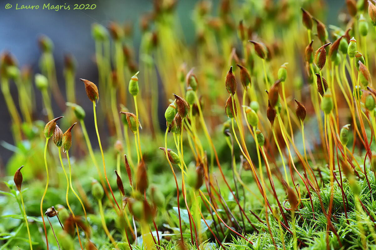Little Peruvian Hats