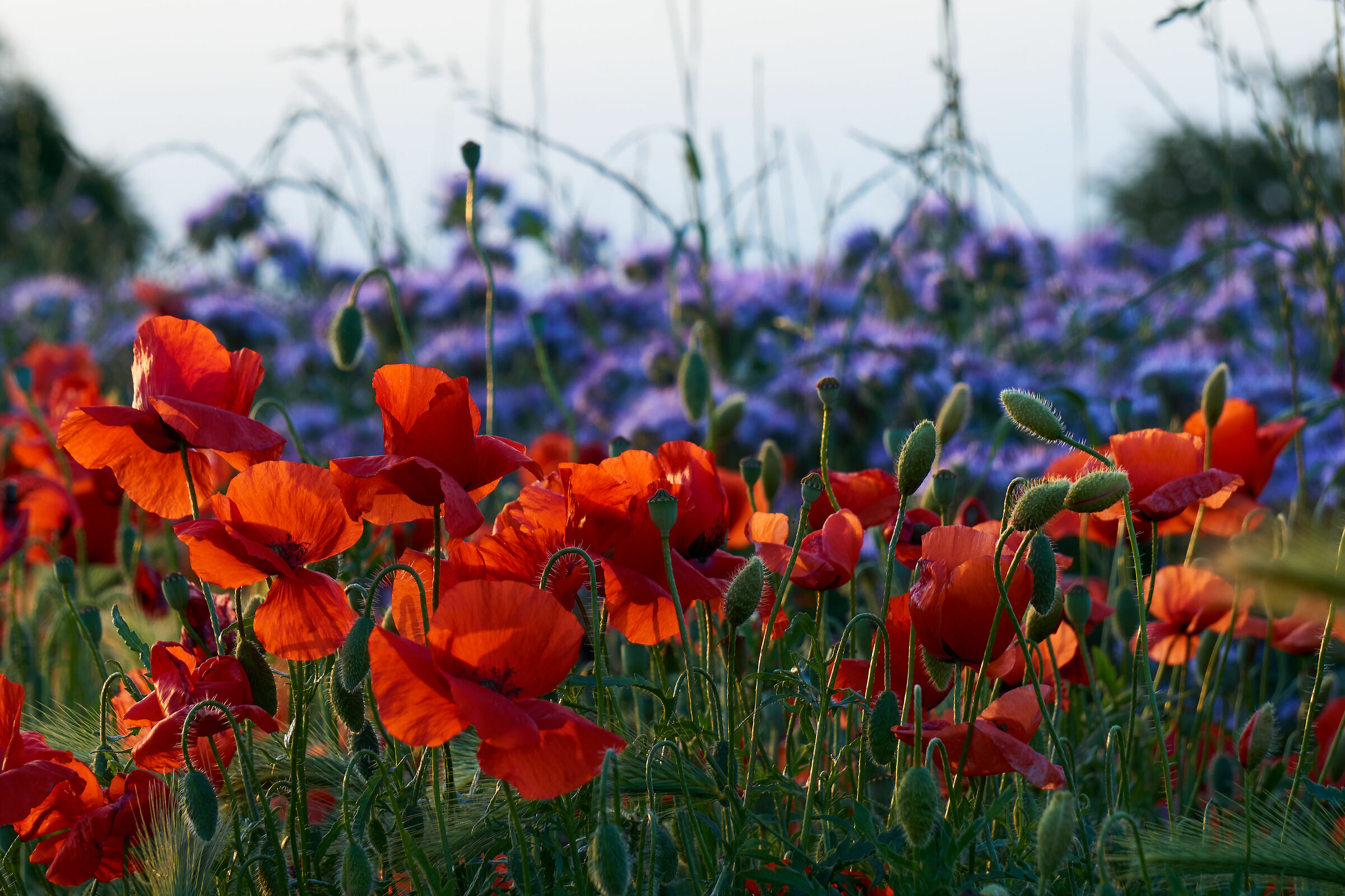 Flowers in "Ramina" locations