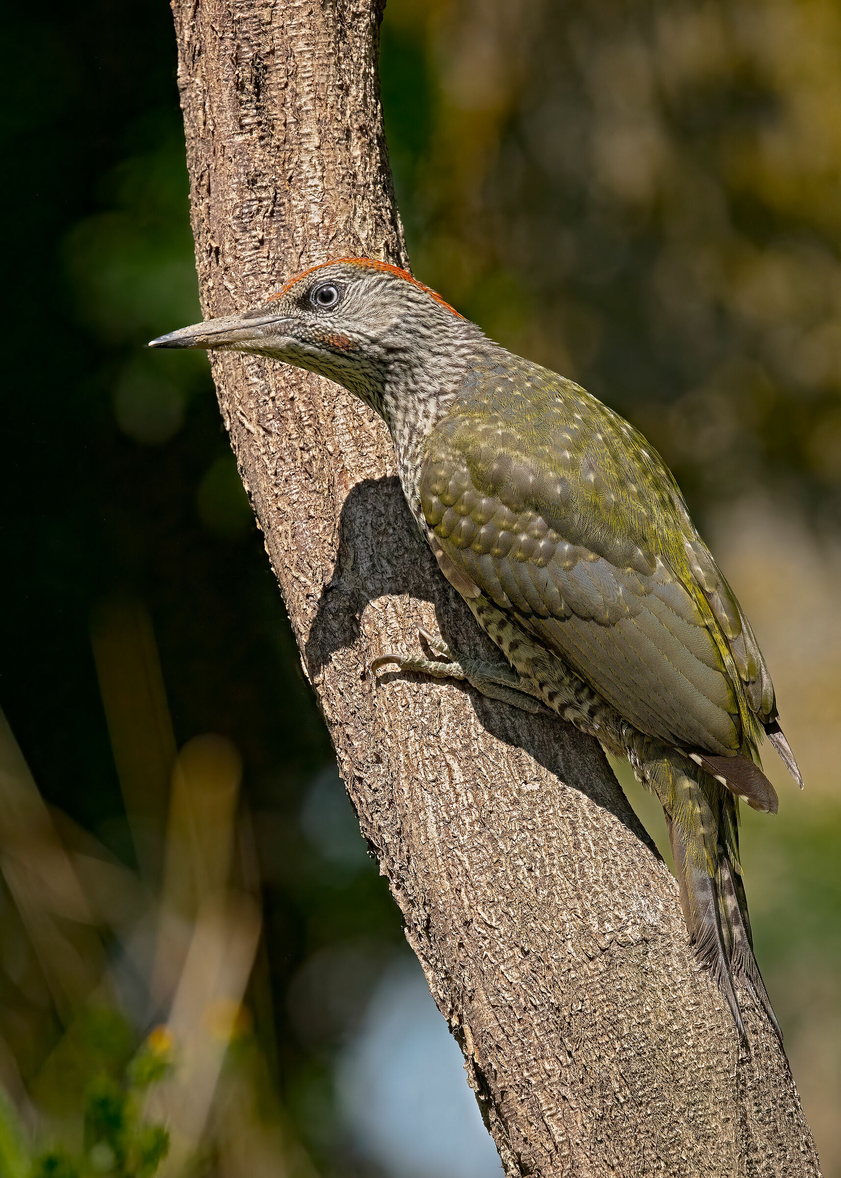 Picchio verde juv. (m)