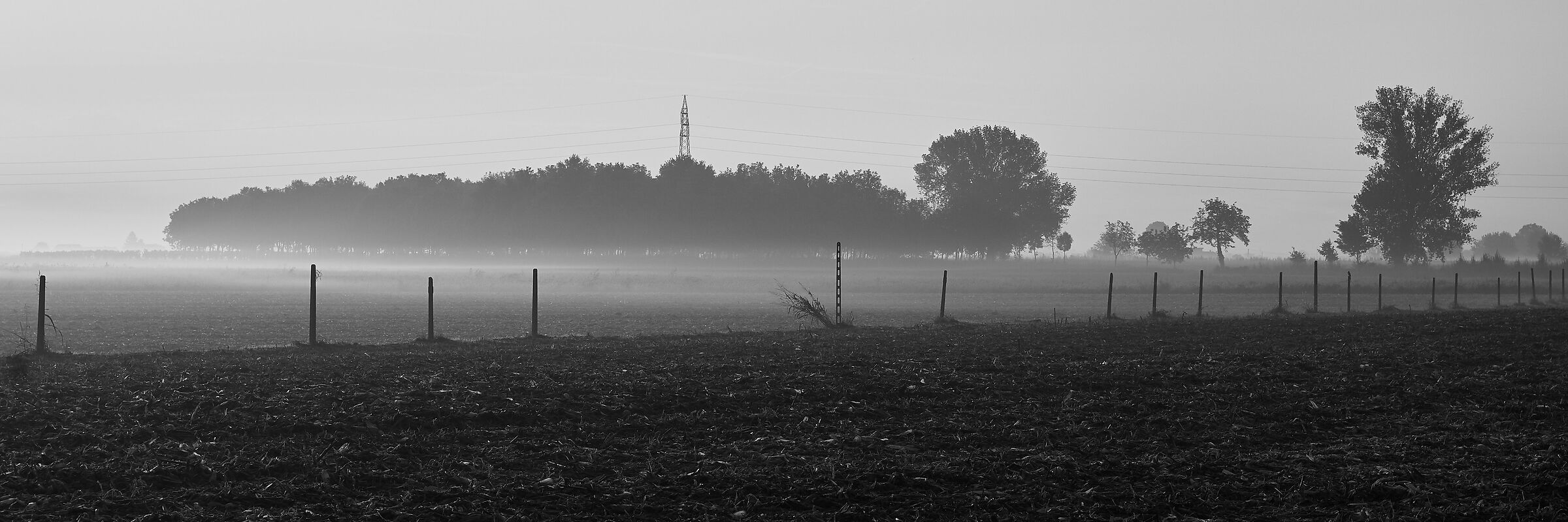 At dawn in the garden of my house