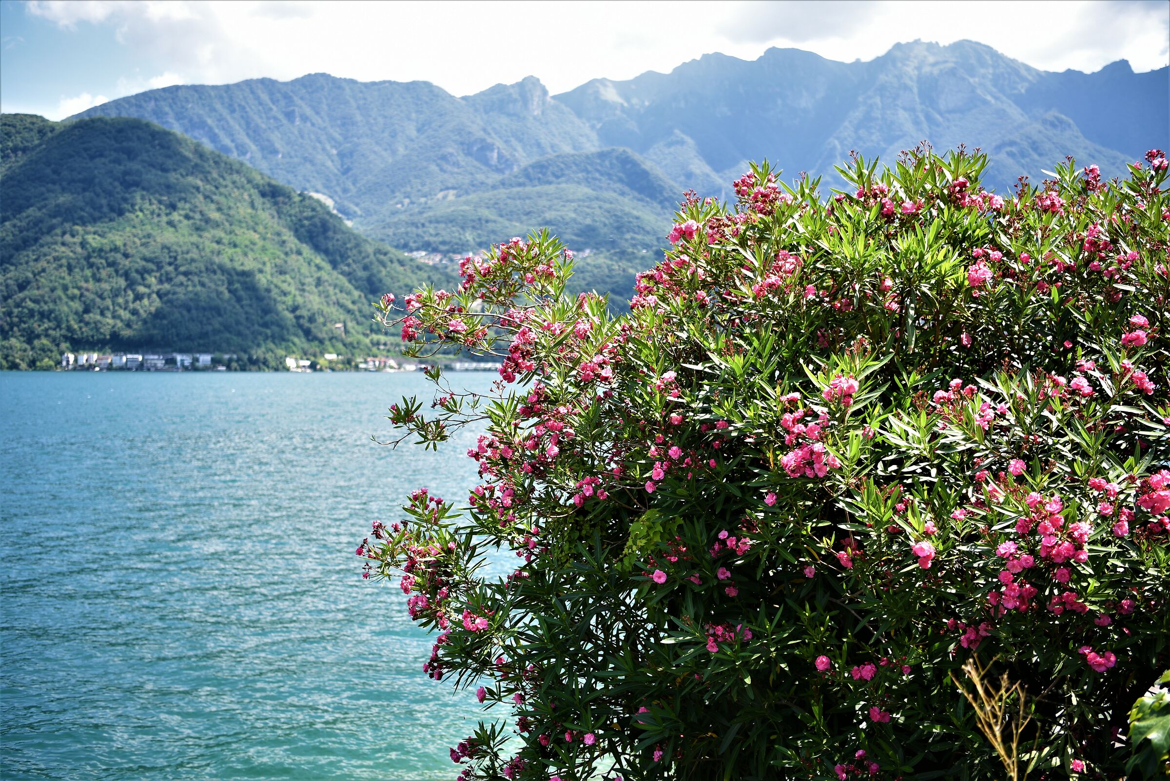 Oleandro sul Ceresio