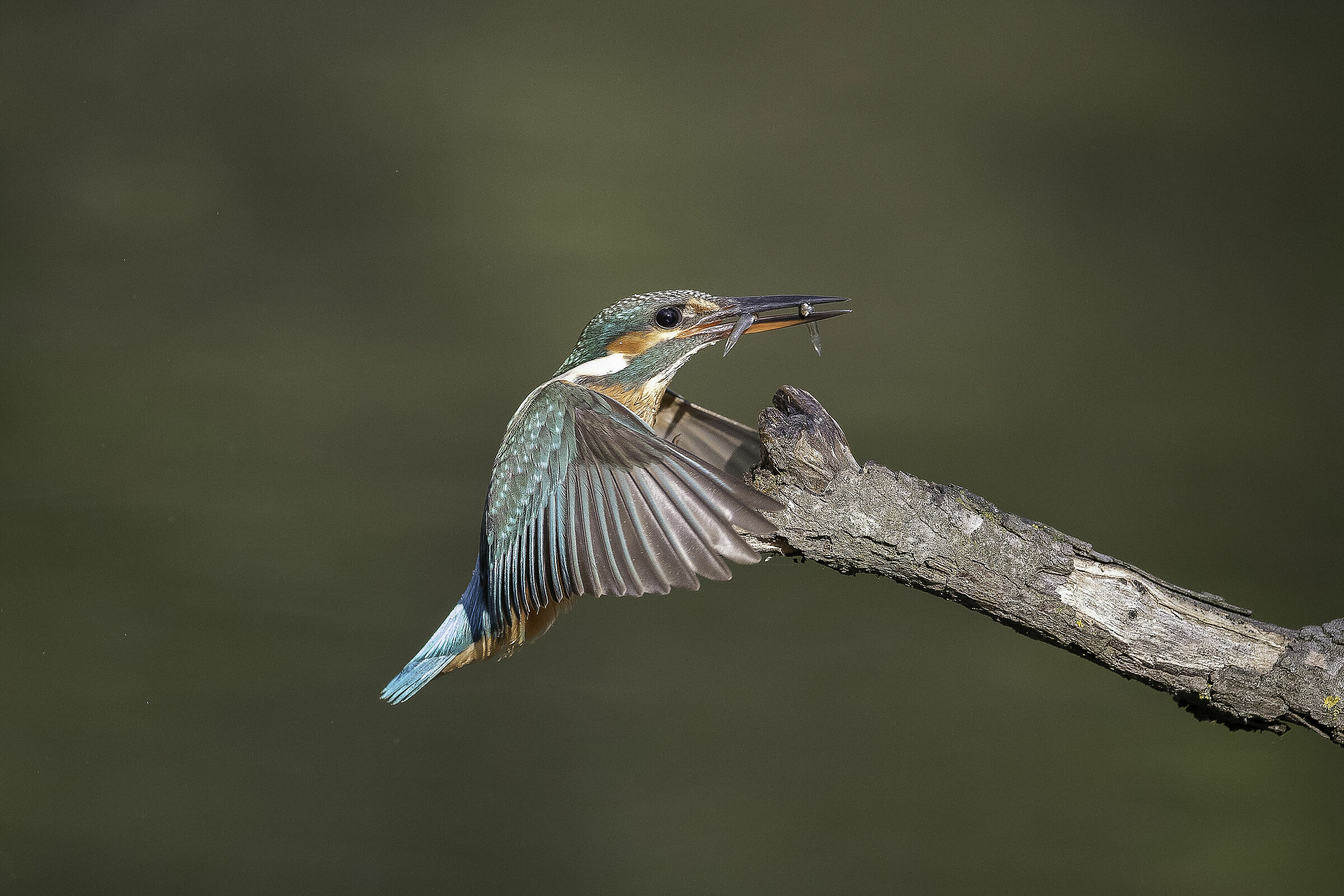 la Martina ha fatto una buona pesca