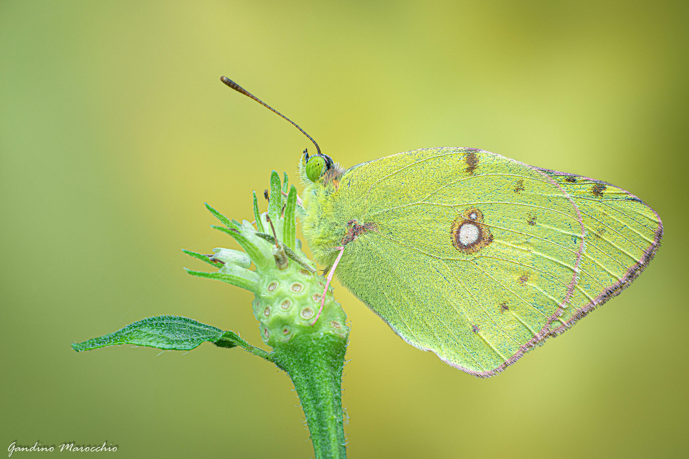 Colias Crocea