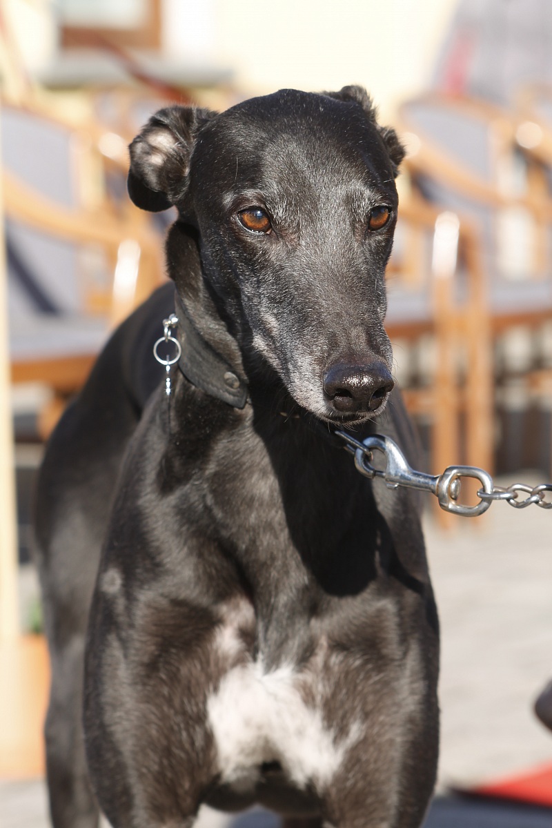 Piccolo aiutante di babbo natale