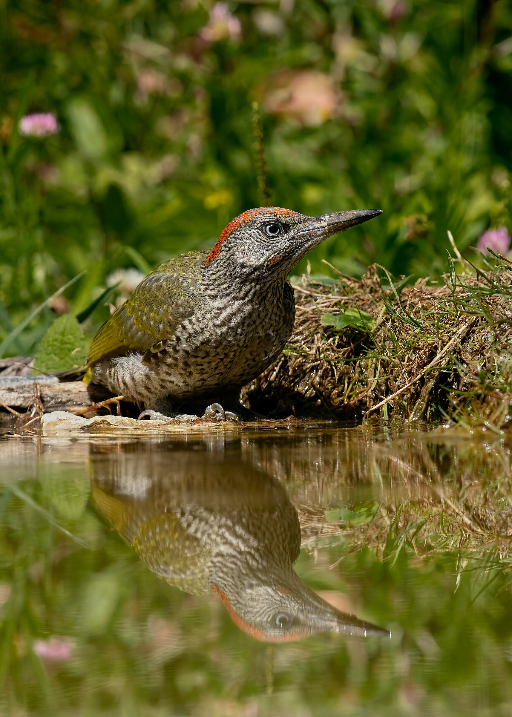 Picchio verde juv. (m)
