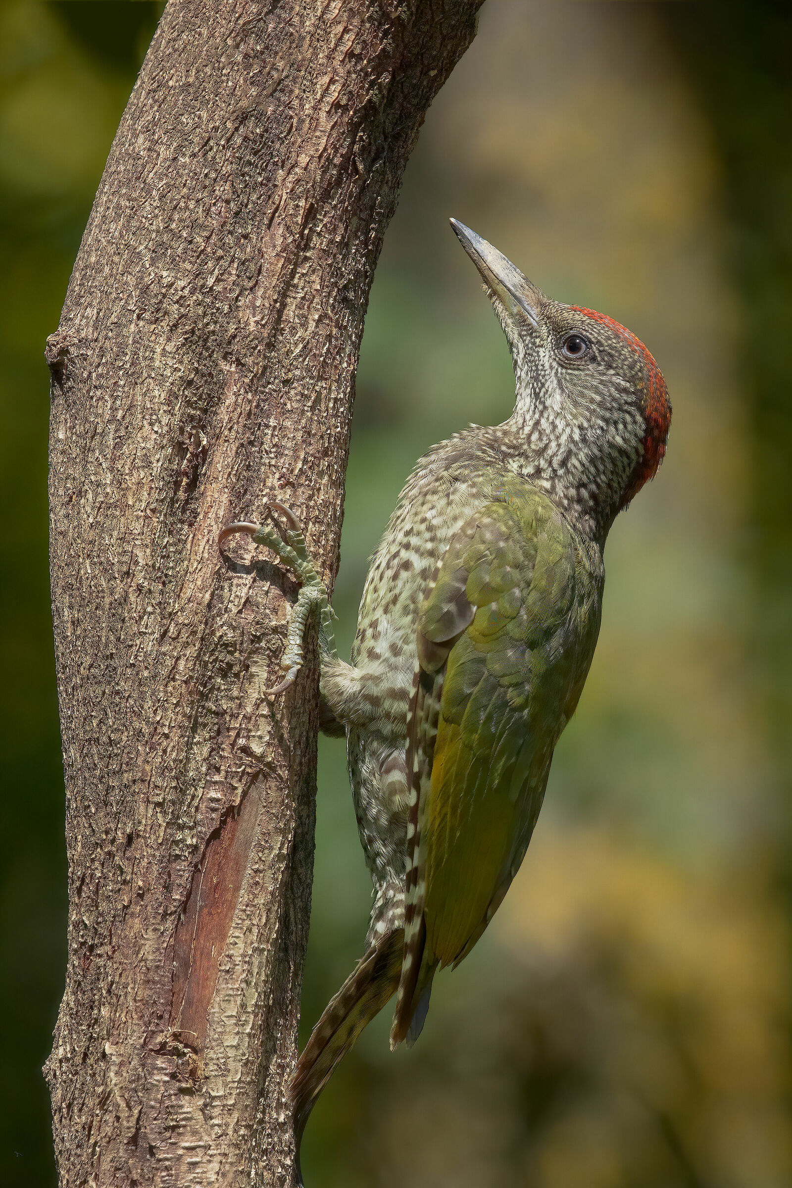Picchio verde juv. (f)