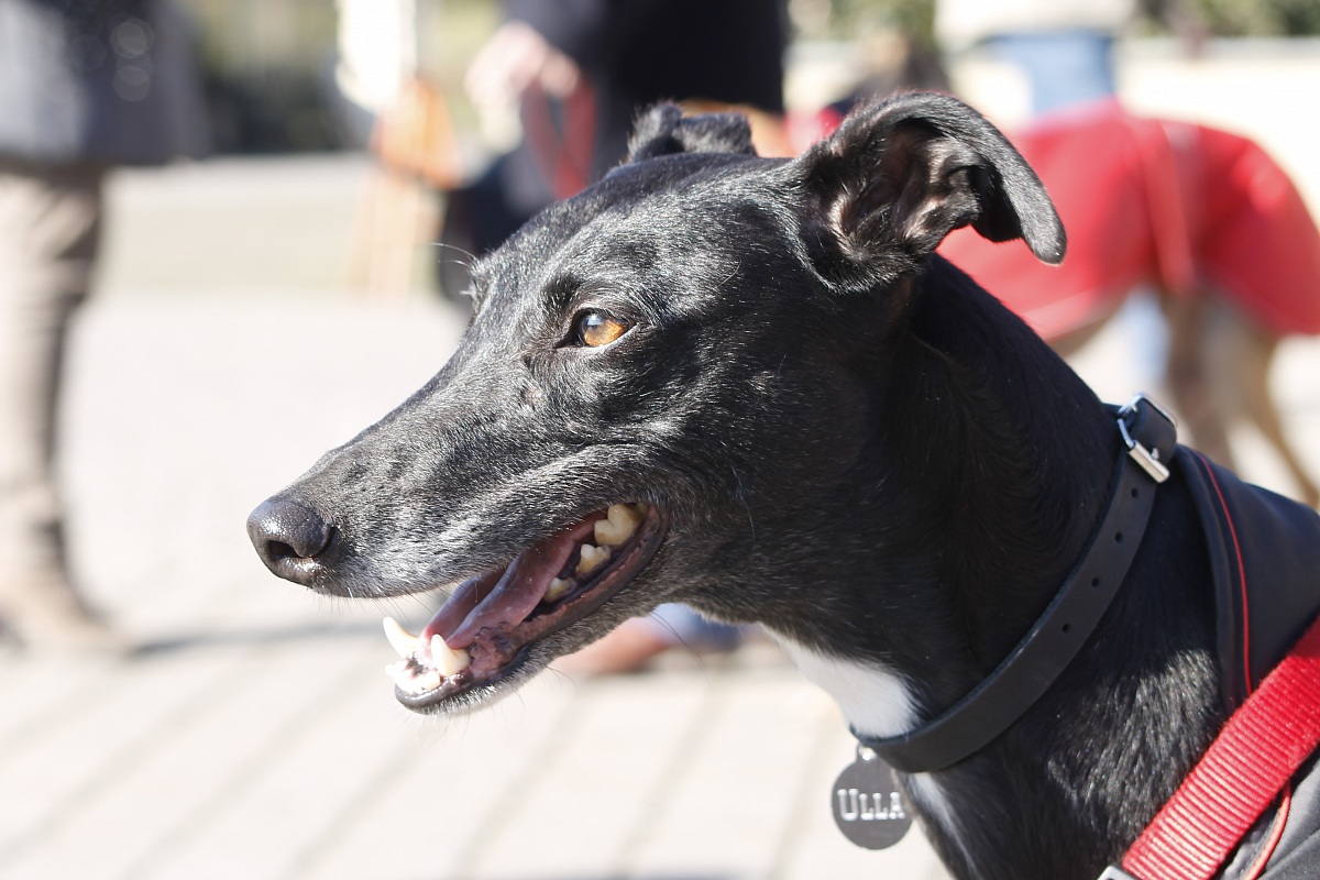 Piccolo aiutante di babbo natale 2