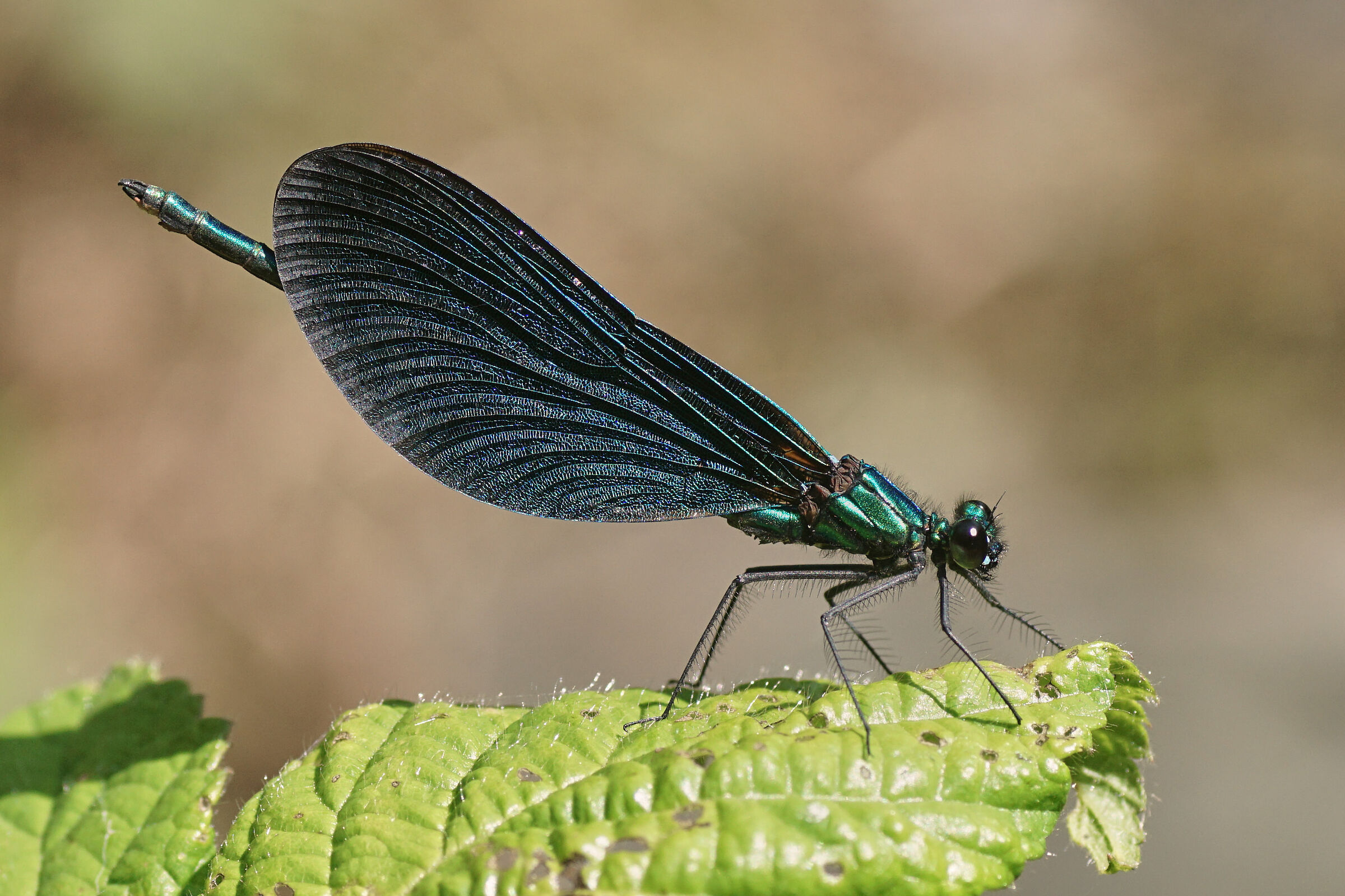 Calopteryx male virgo