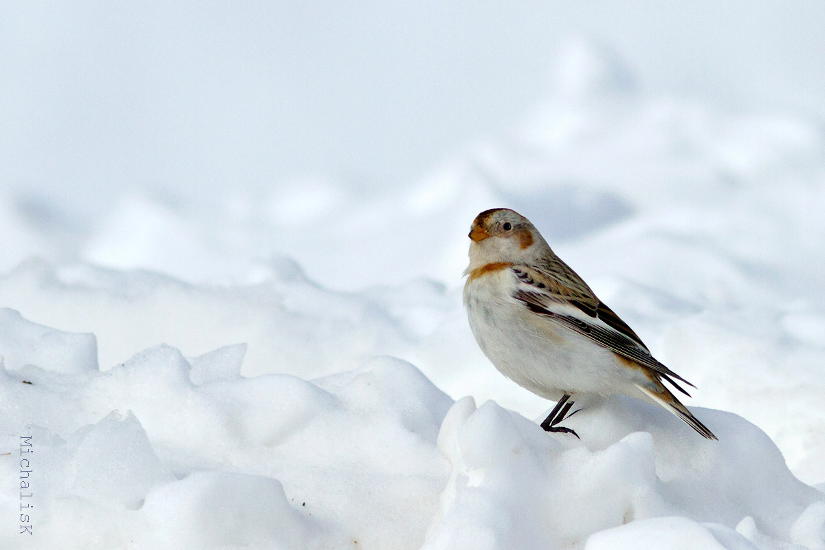 Plectrophenax nivalis (Snow Bunting)