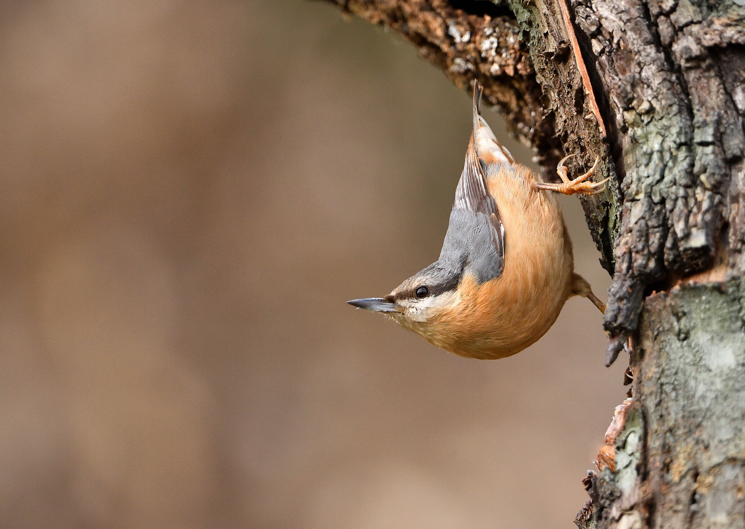 Woodpecker Mason