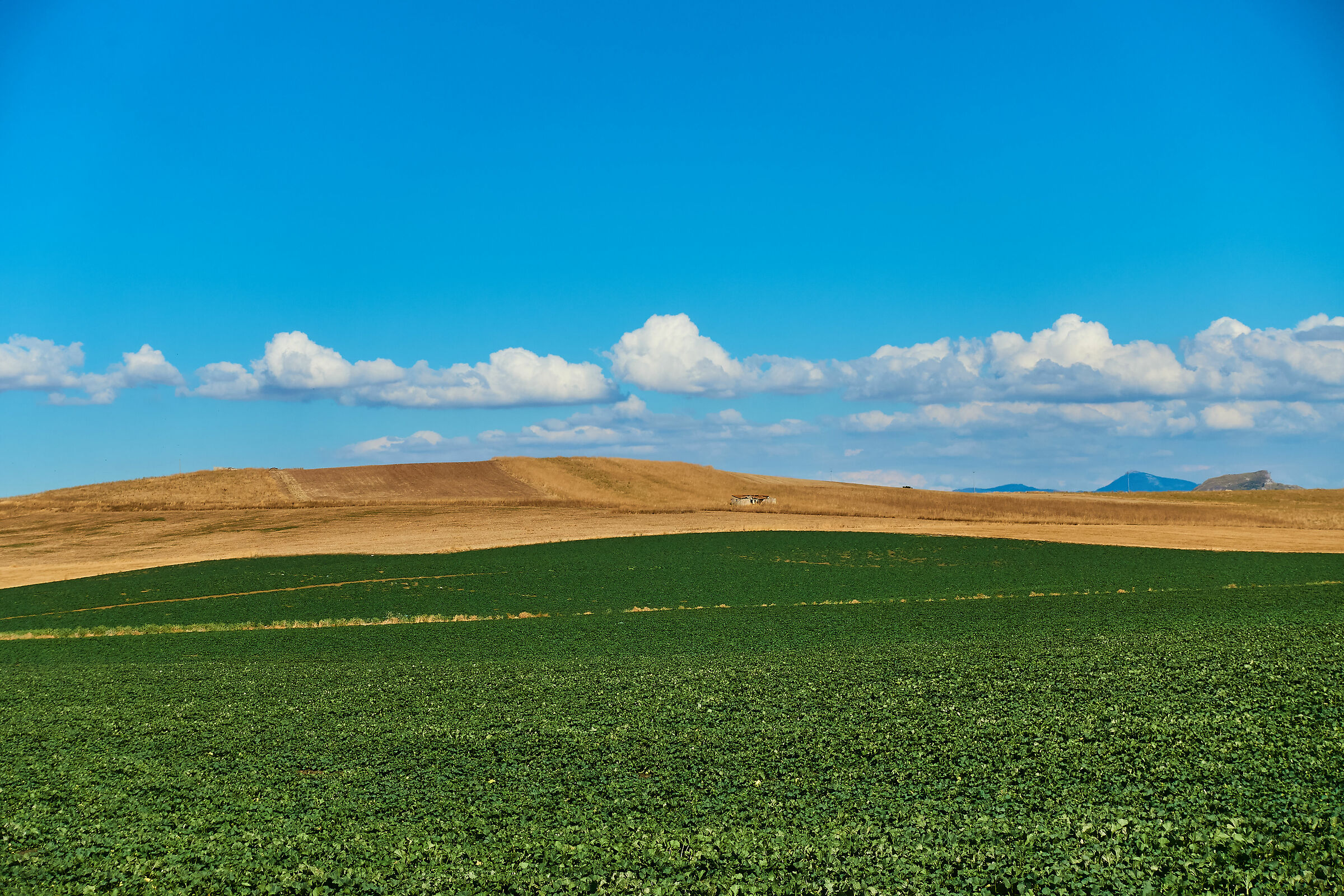Sicily: Summer on the fields