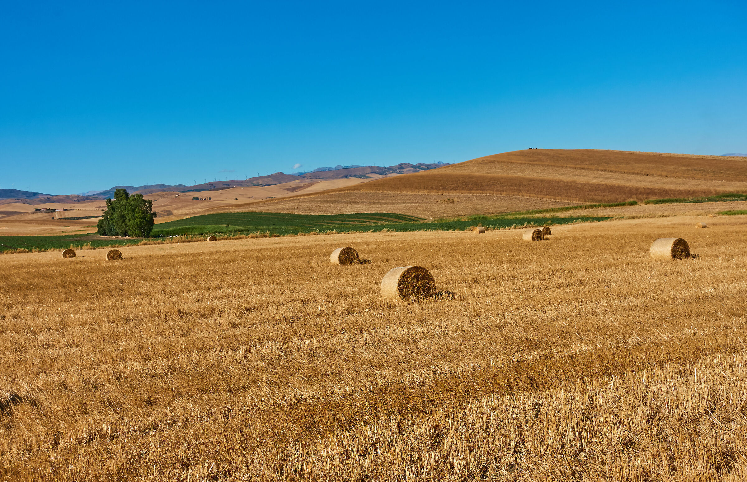 Sicily: Summer on the fields